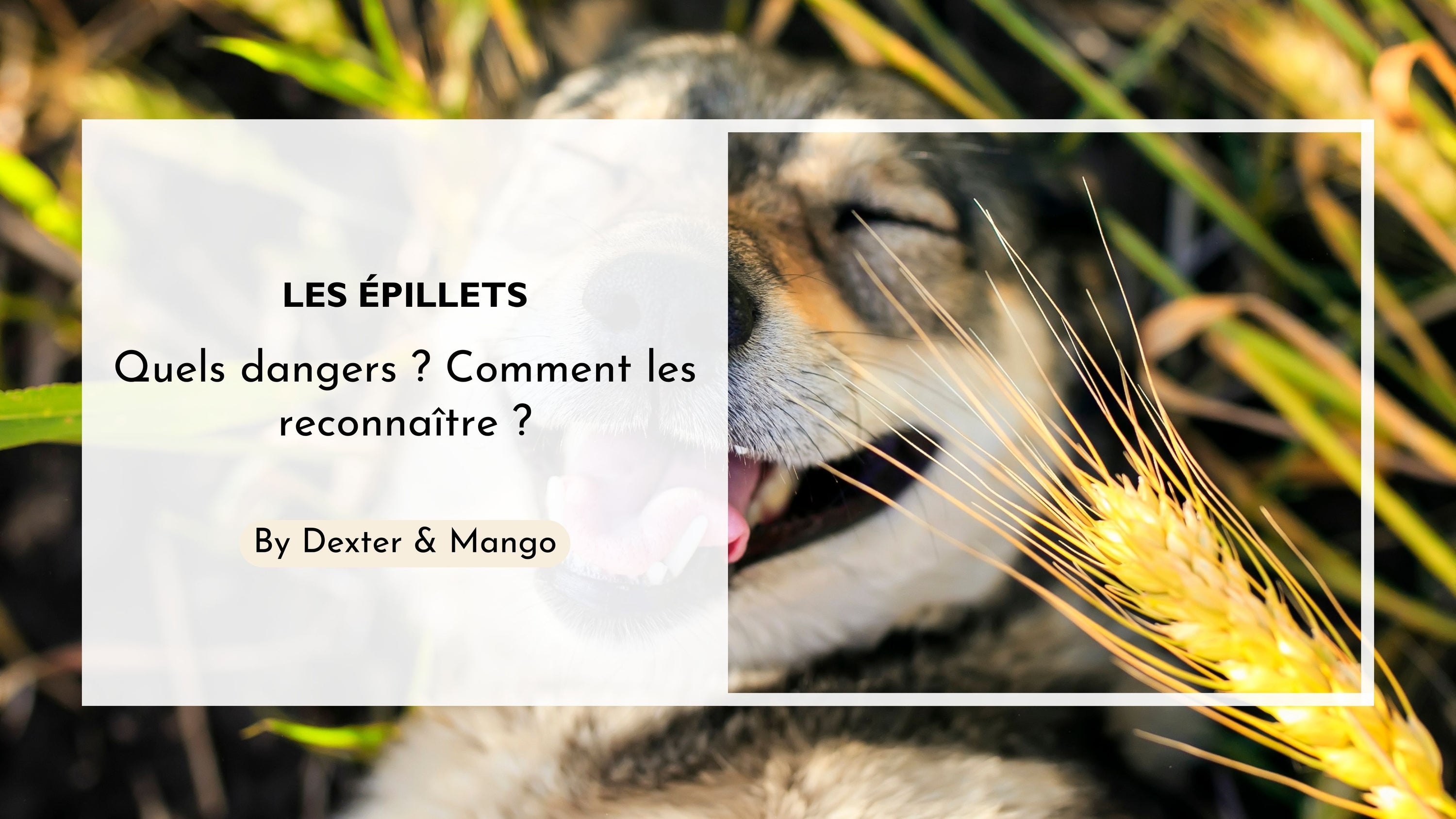 Les épillets : Un véritable danger pour nos chiens