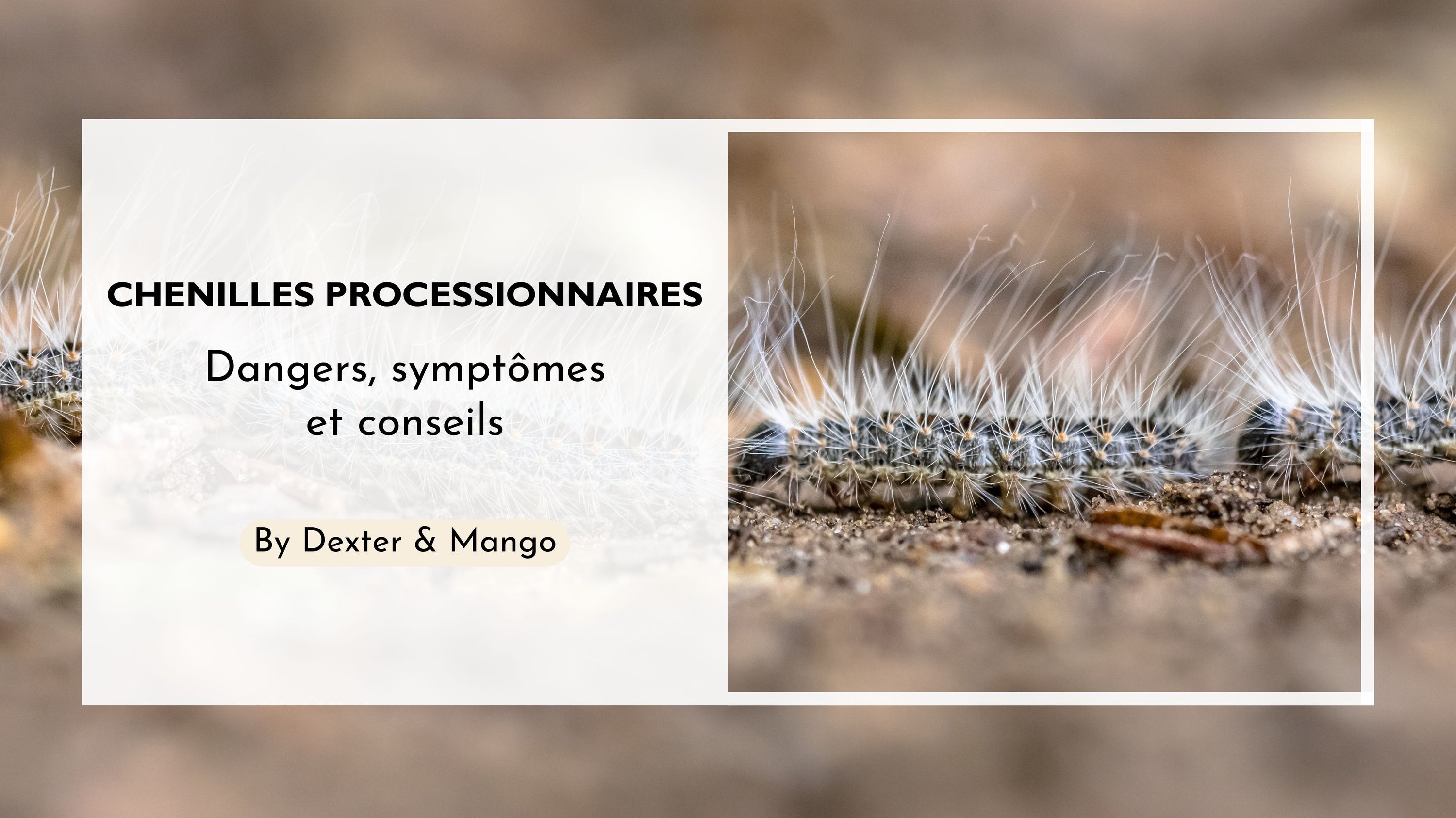 Chenilles procesionnaires : Quels sont les dangers pour nos animaux ?