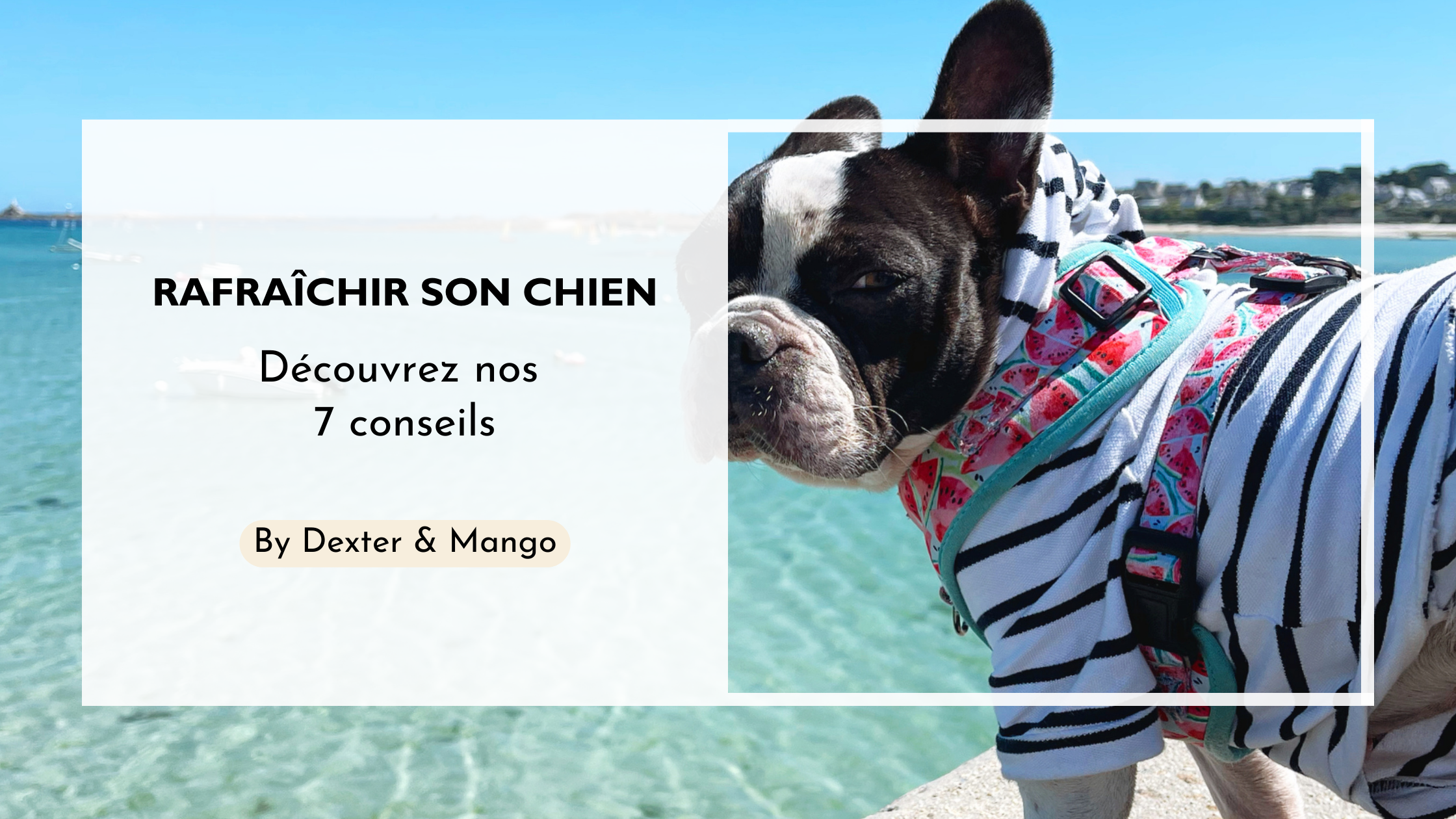 7 conseils pour rafraîchir son chien en été lors des fortes chaleurs