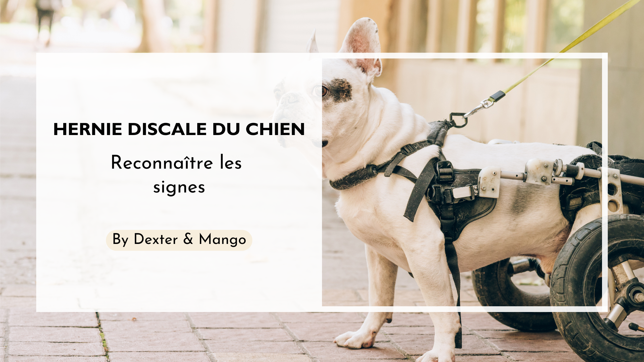 L'hernie discale chez le chien : Reconnaitre les signes