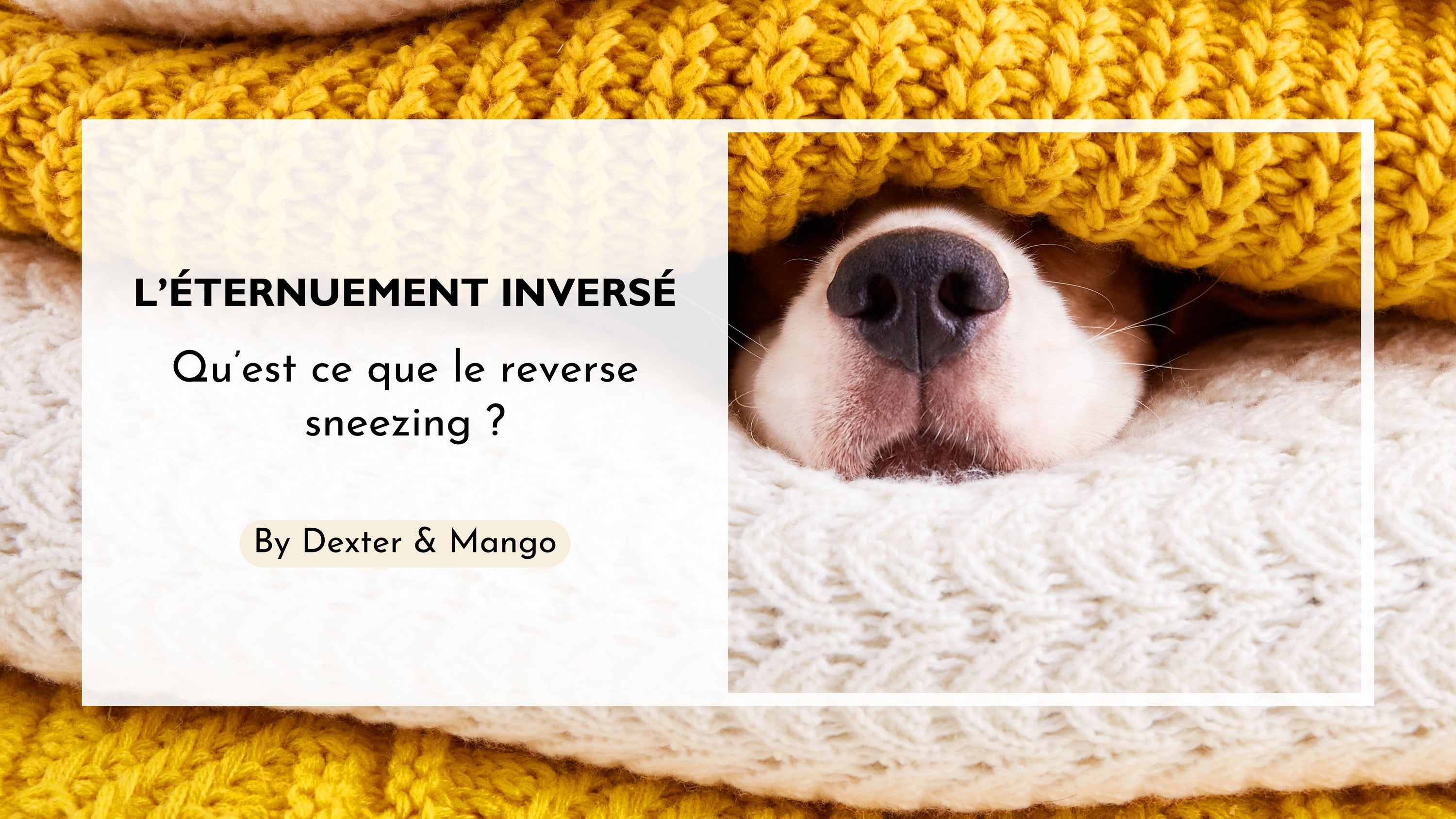 Éternuement inversé : Qu’est-ce que le reverse sneezing ?