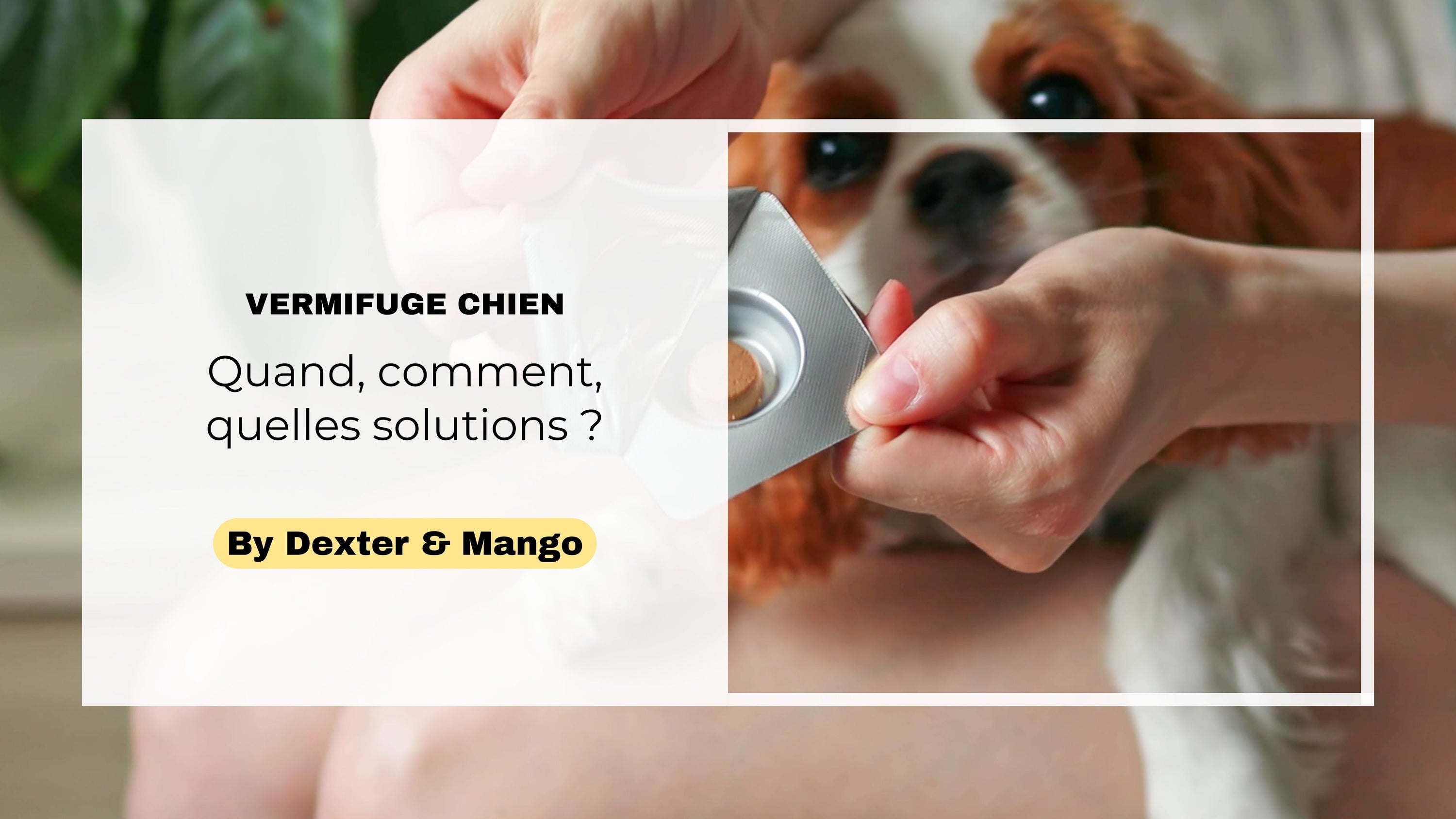 Quand et comment donner un vermifuge à son chien ?