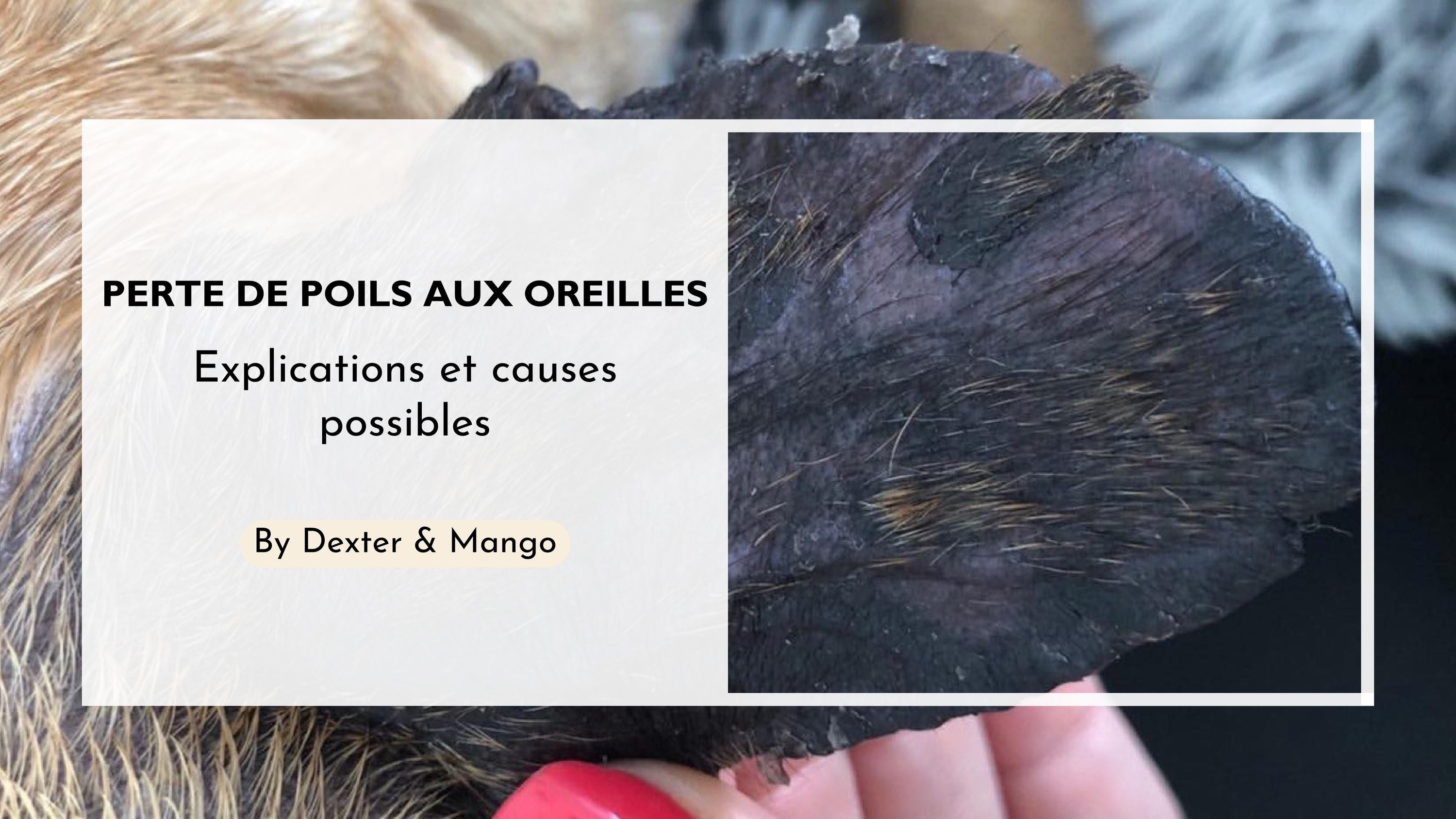 Mon chien perd des poils aux oreilles, que faire ?