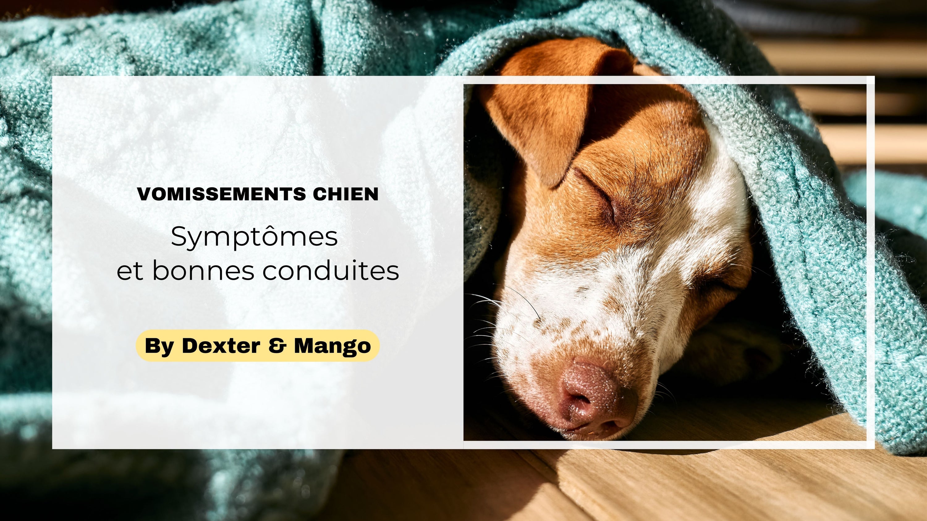 Mon chien vomit jaune : pourquoi et quoi faire ?