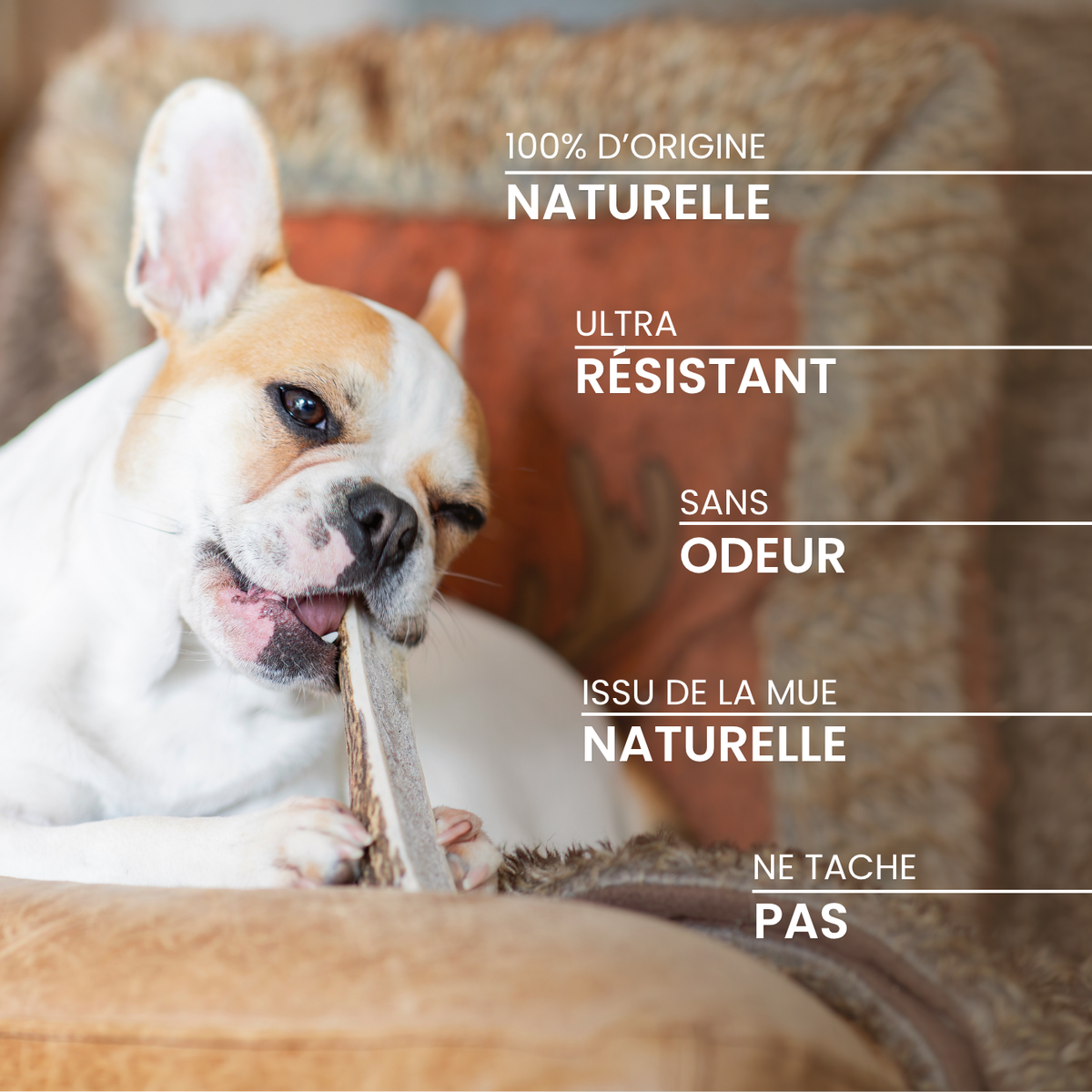 Bois de cerf tranché : La mastication longue durée pour chien