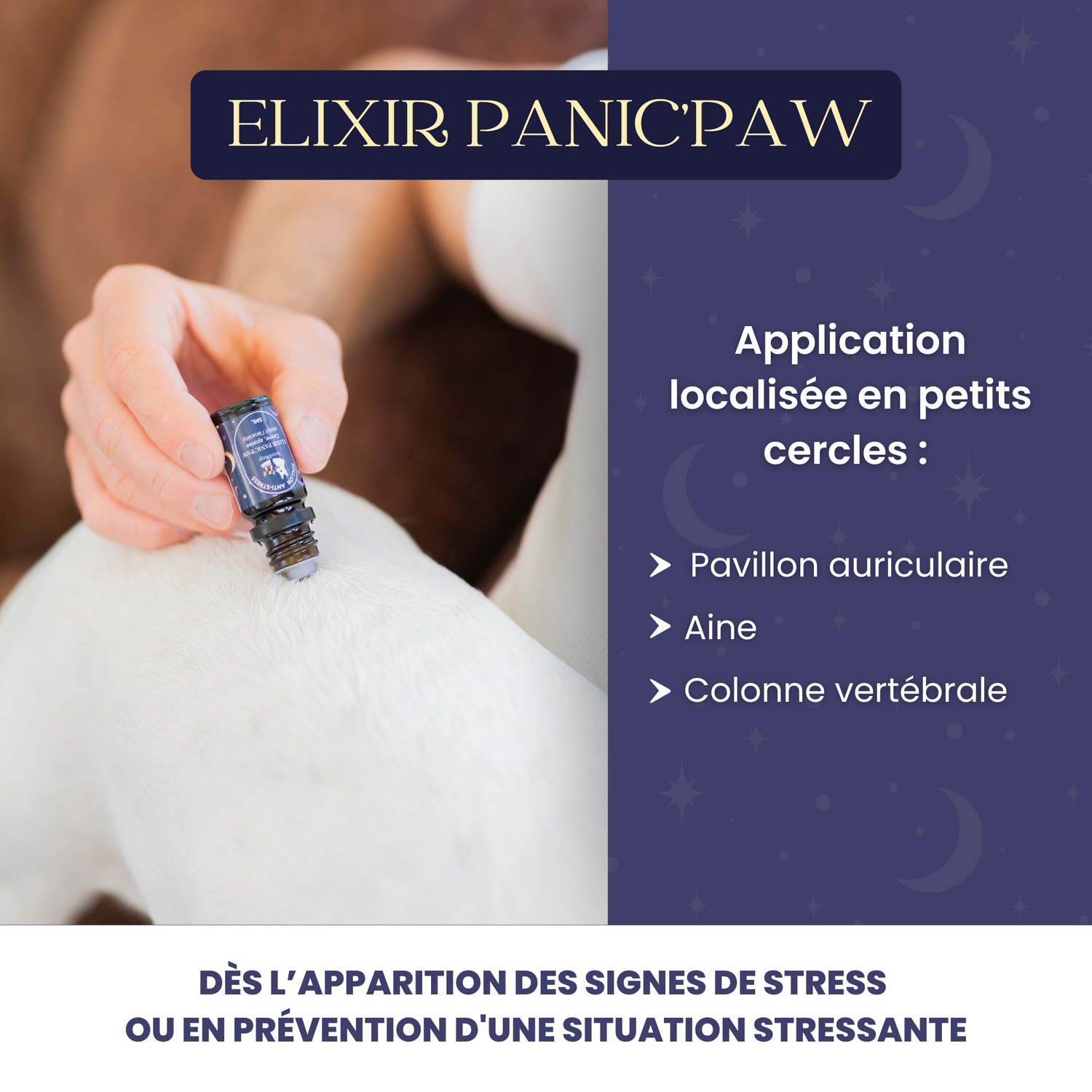 Démonstration d’application localisée de l’Élixir Panic’Paw sur chien aux zones recommandées