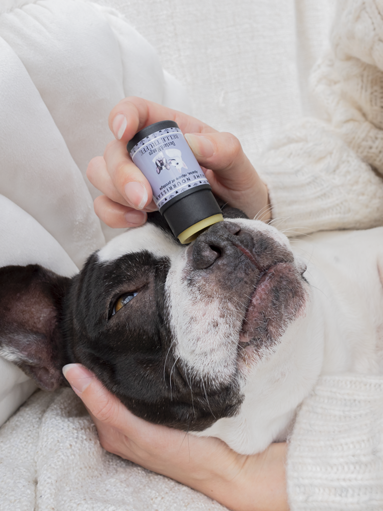 Application du stick Belle Truffe sur la truffe d’un bouledogue français