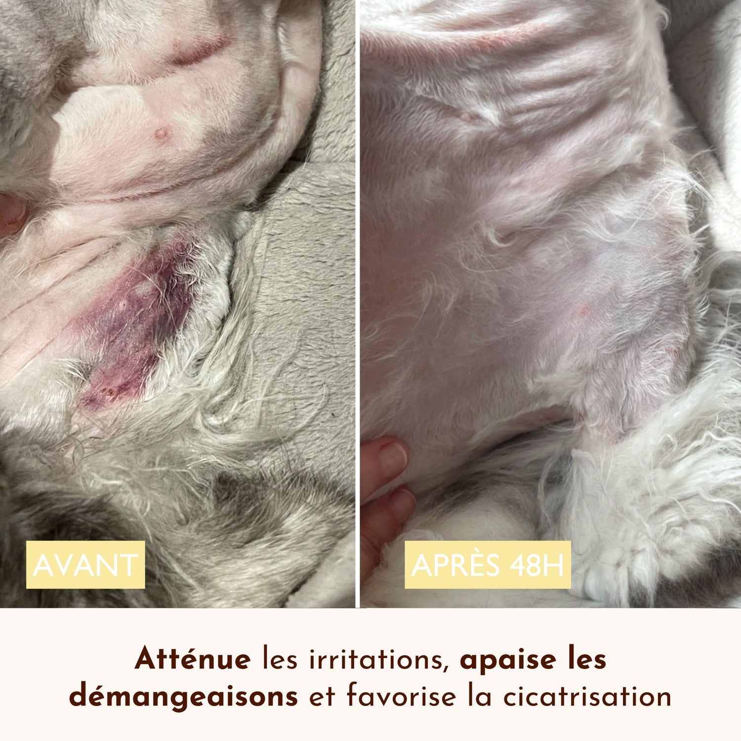 Comparatif avant après 48h sur une peau de chat irritée, apaisée grâce au baume Chaman