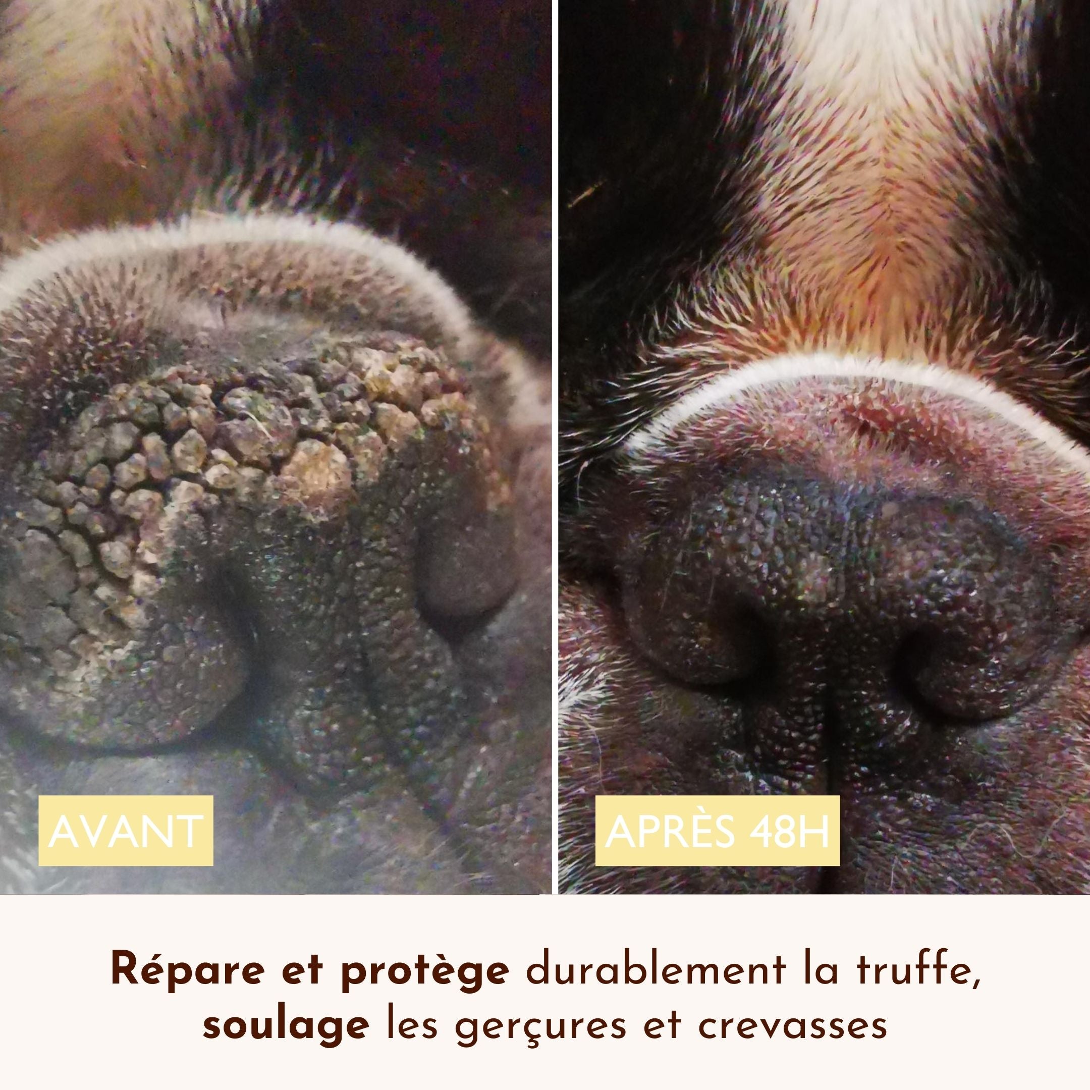 Avant/après 48h d’utilisation du baume Belle Truffe sur un chien souffrant de gerçures”