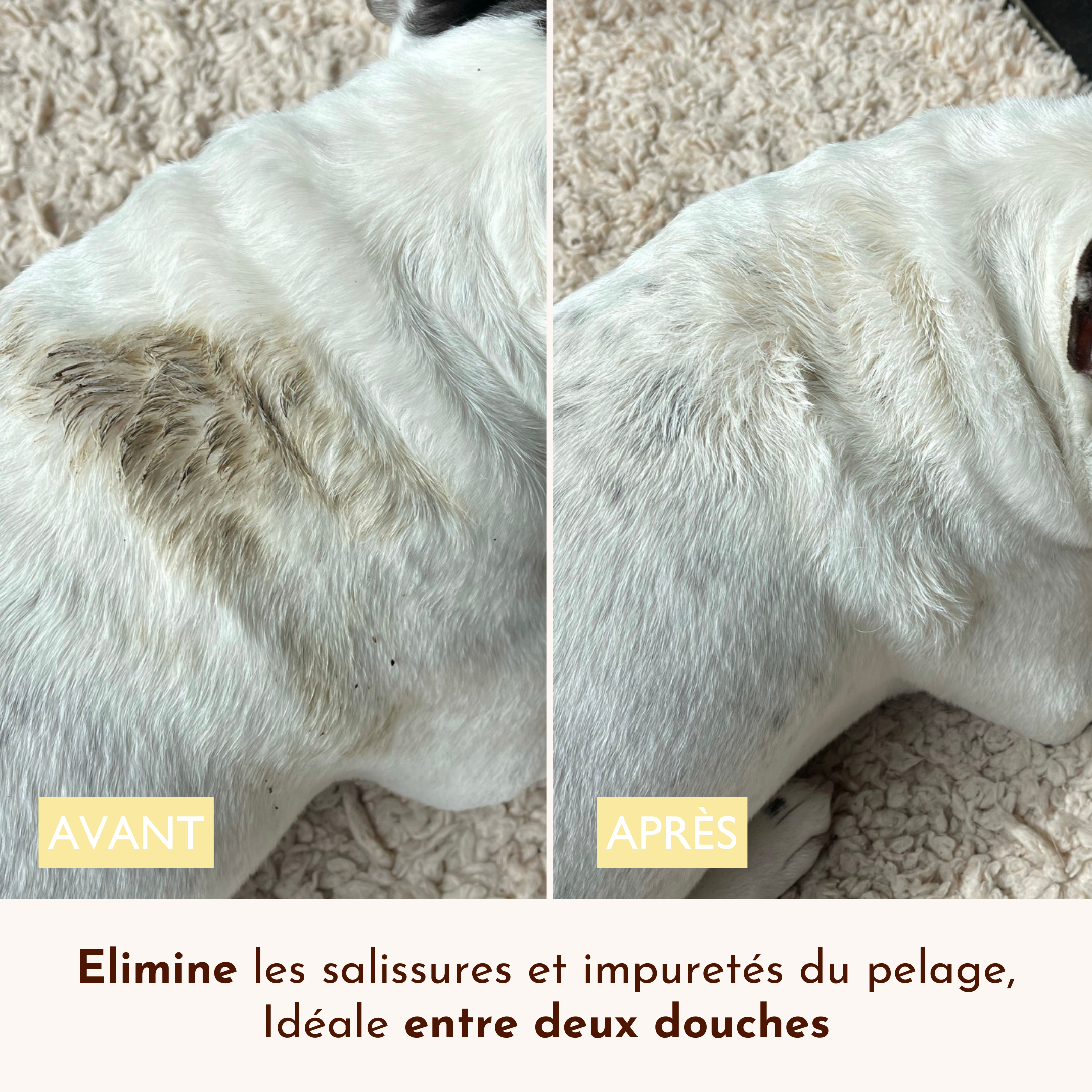 Avant/après nettoyage du poil d’un chien blanc avec l’eau micellaire Ô Pimpante.