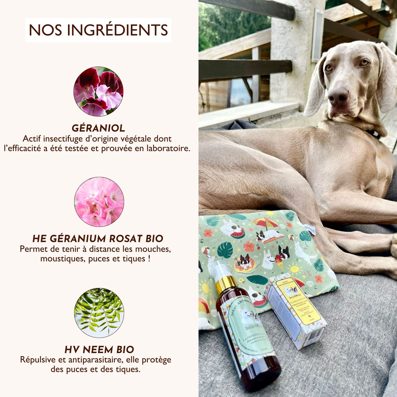 Antiparasitaire pour chien : L&