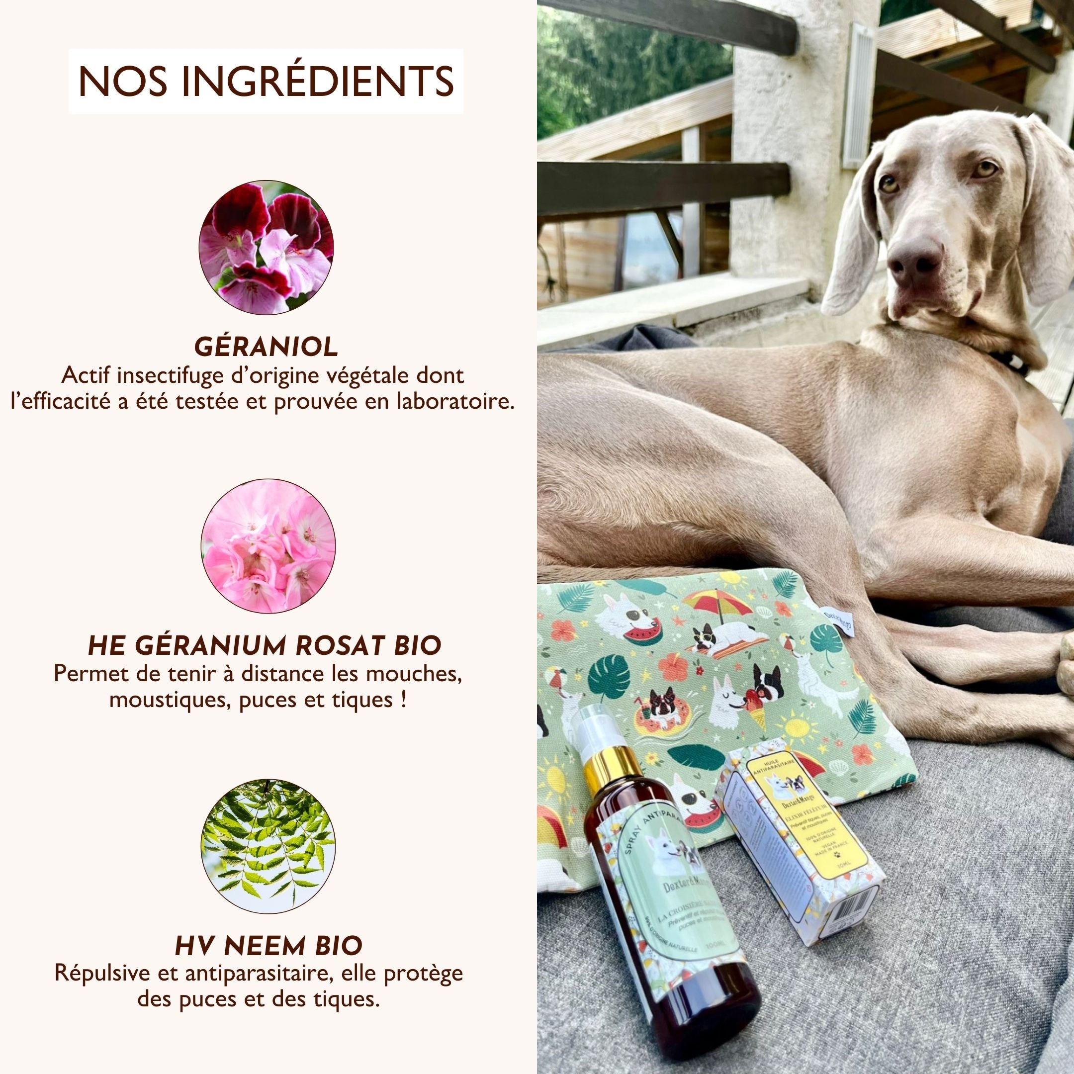 Antiparasitaire pour chien : L&