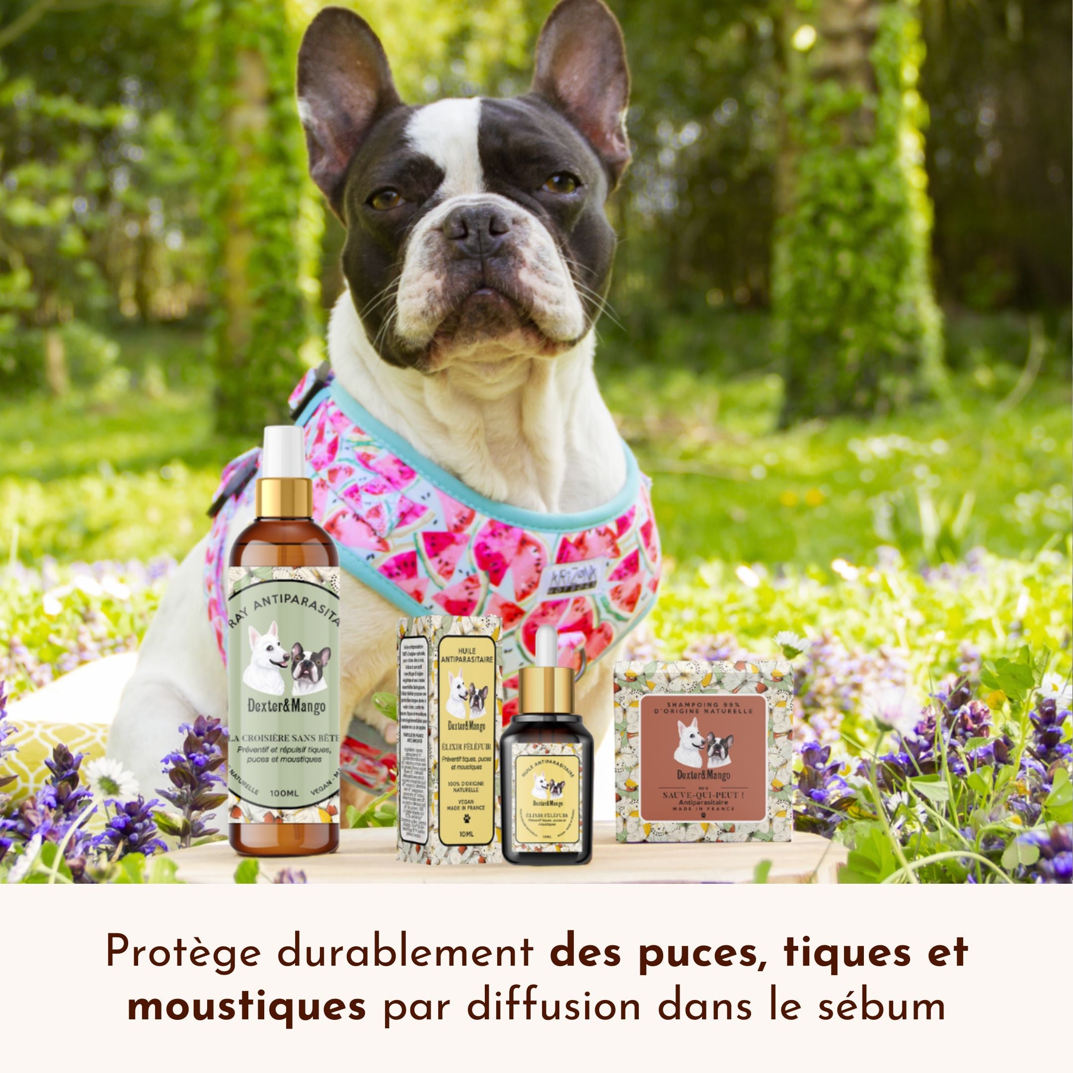 Antiparasitaire pour chien : L&