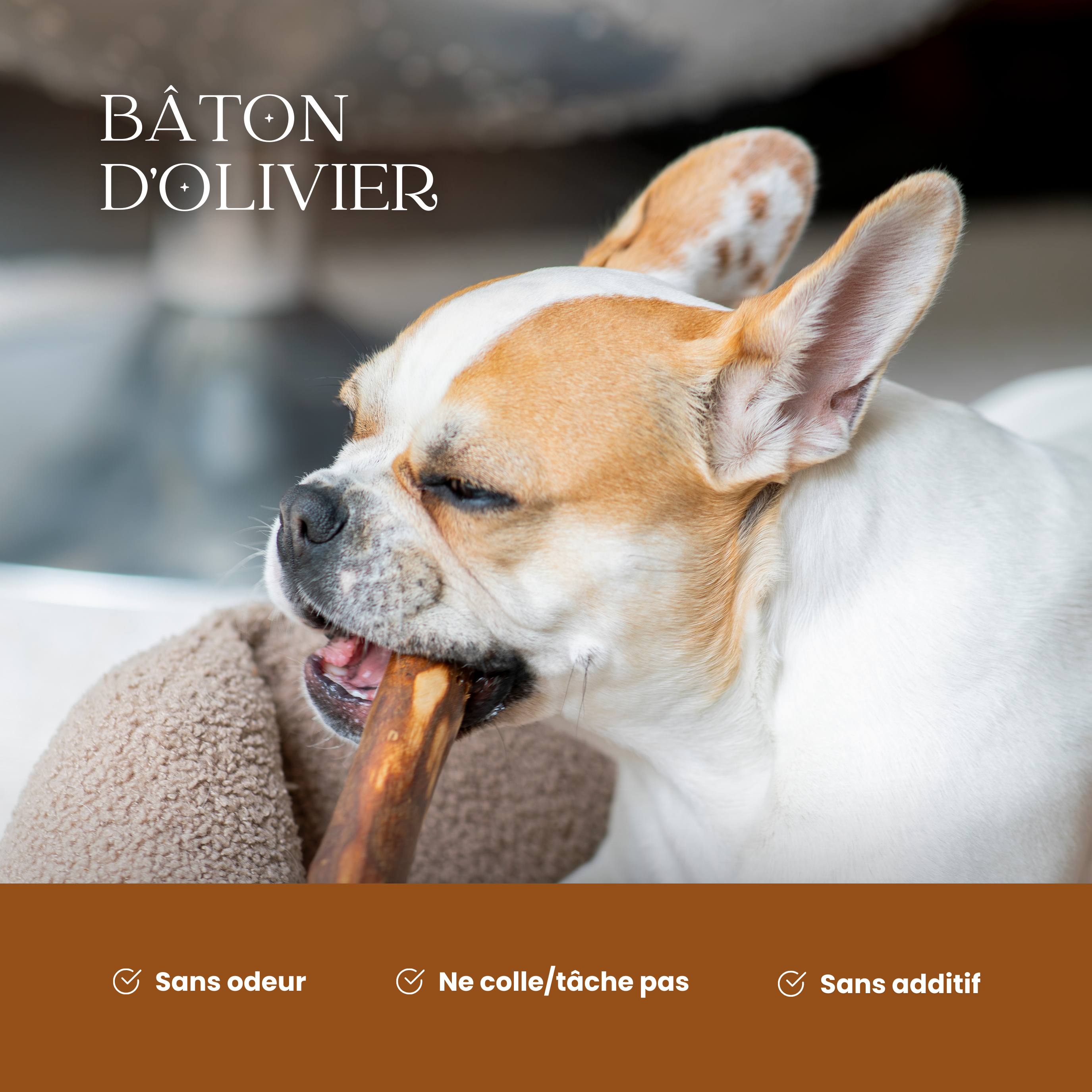 Chien mâchant un bâton d’olivier sans odeur, sans additifs et non tâchant