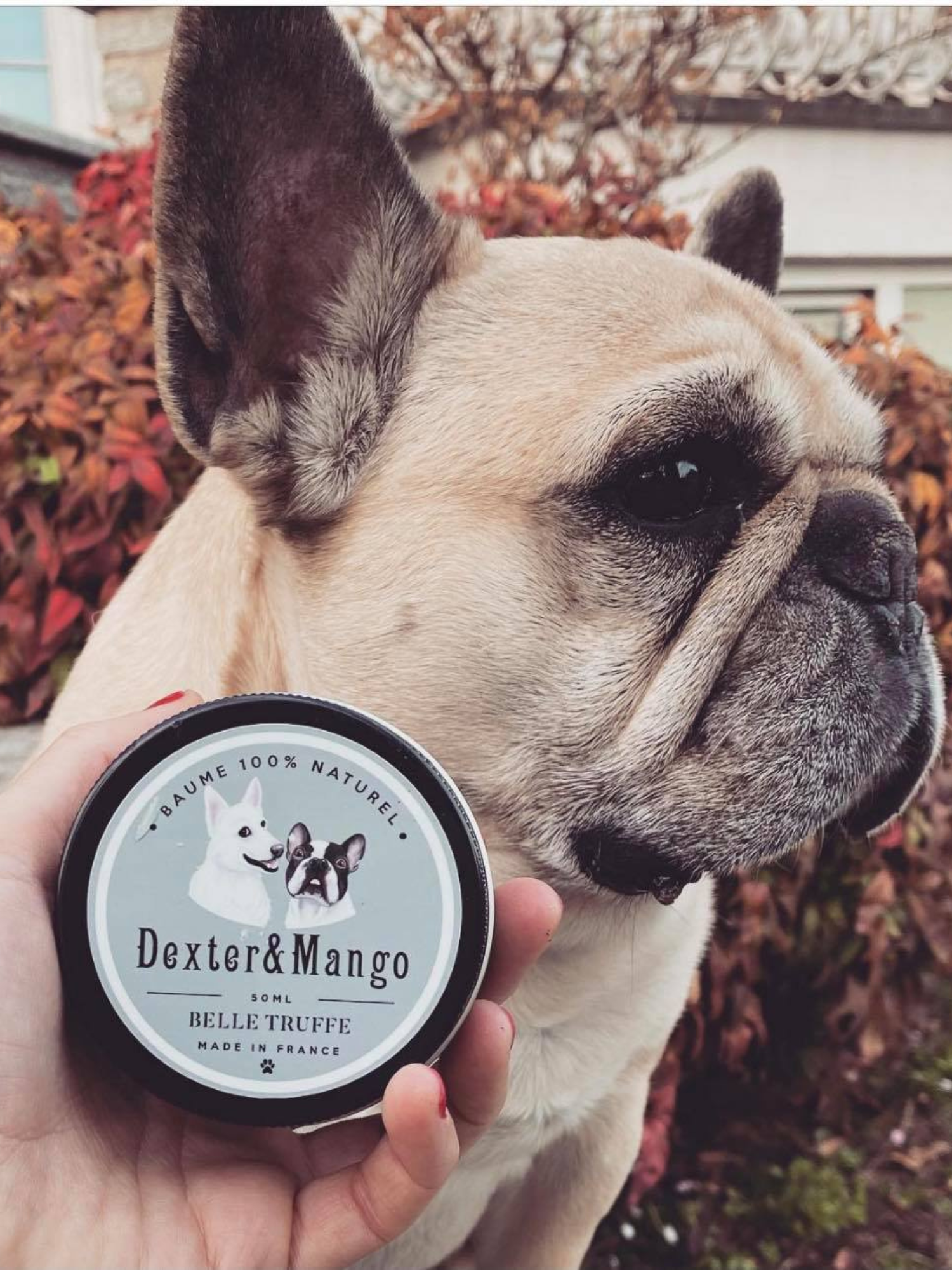 Chien et baume Belle Truffe de Dexter & Mango tenu en main
