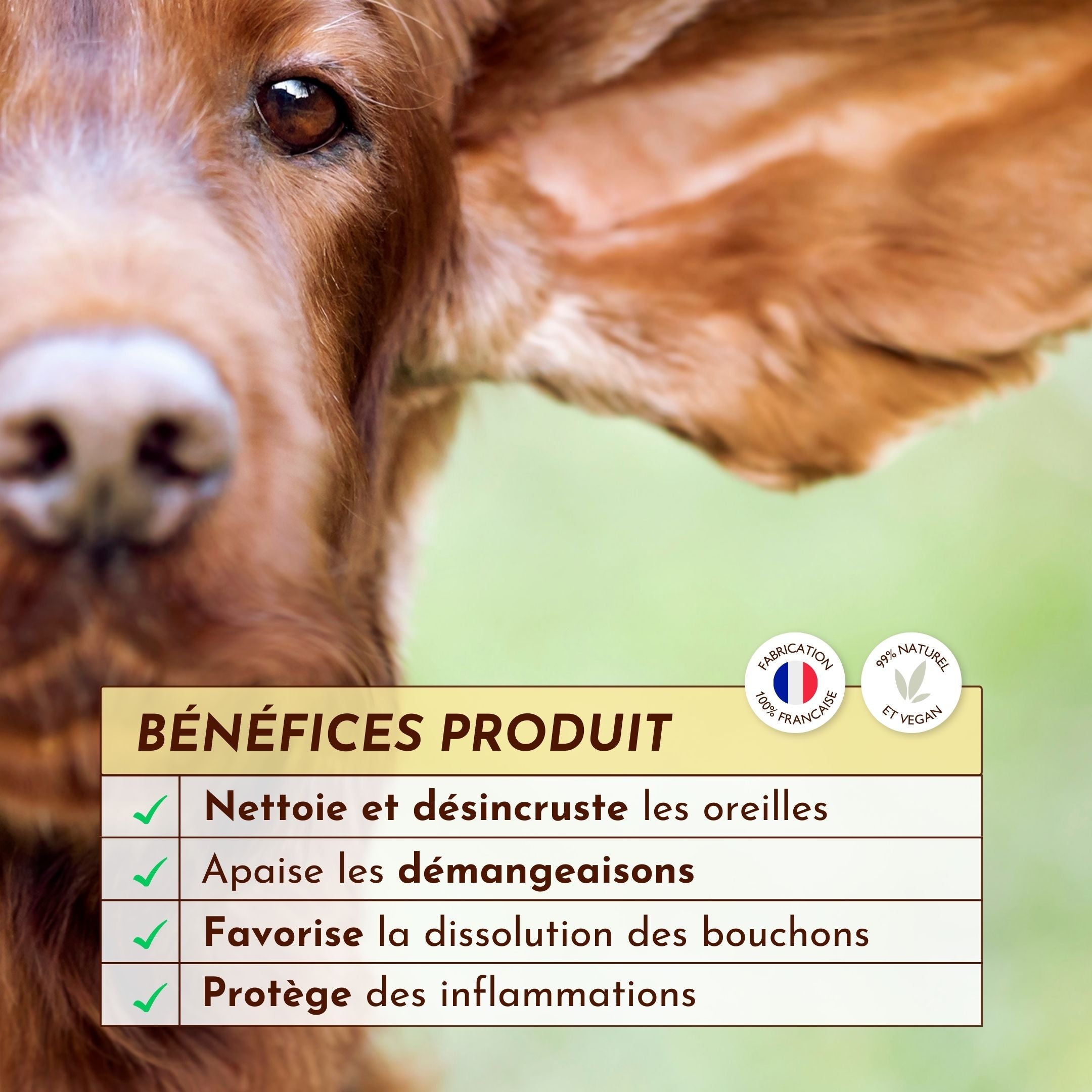 Bénéfices de la gelée Pot de Miel – Nettoyage et protection des oreilles du chien