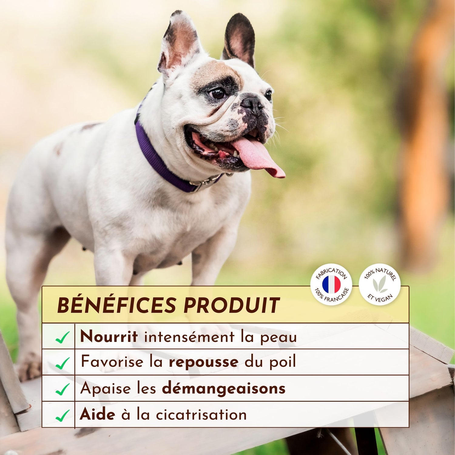 Bouledogue français avec tableau des bienfaits du baume Peau de Pêche pour chien