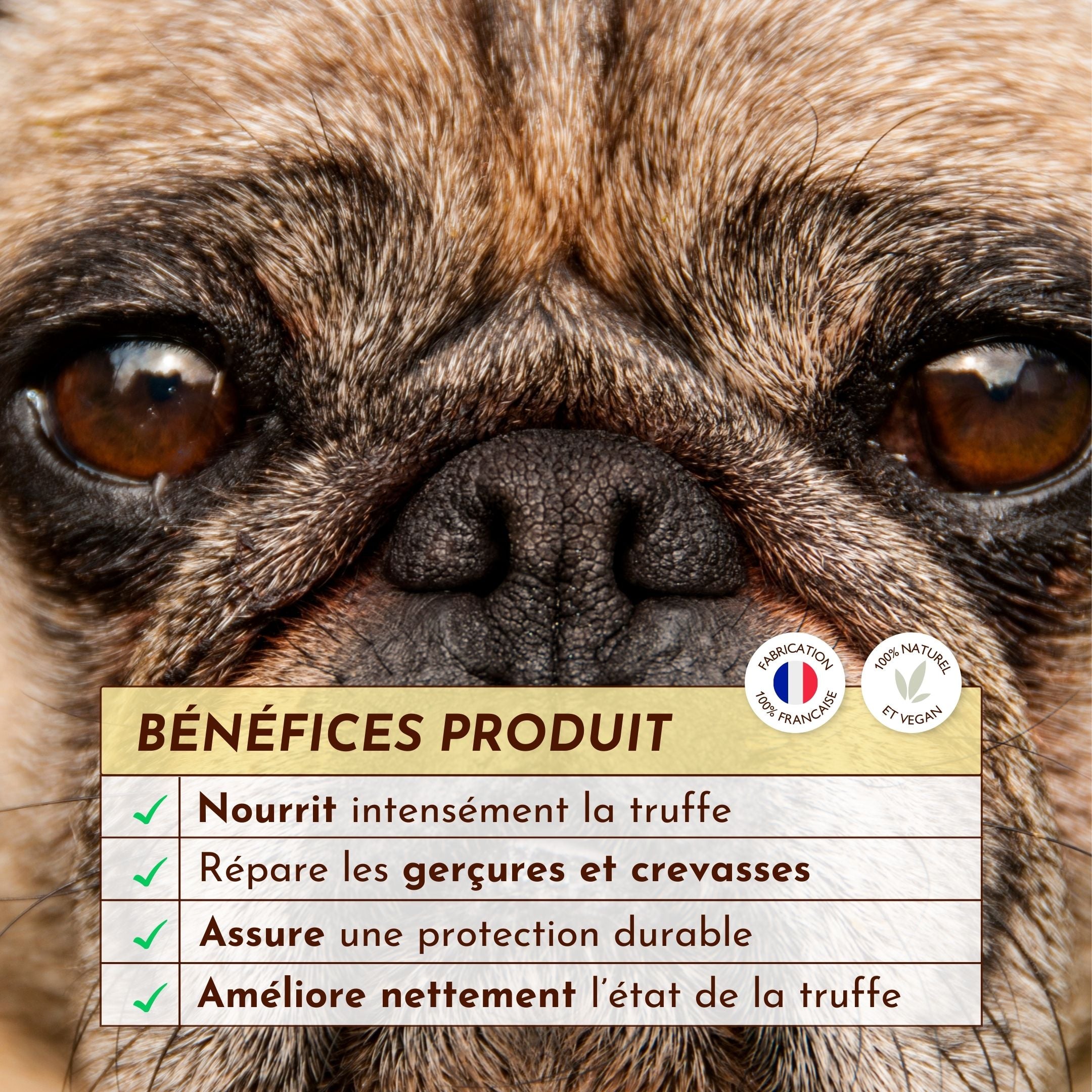 Zoom sur la truffe d’un chien avec encadré des bénéfices du baume Belle Truffe : nourrit, répare, protège