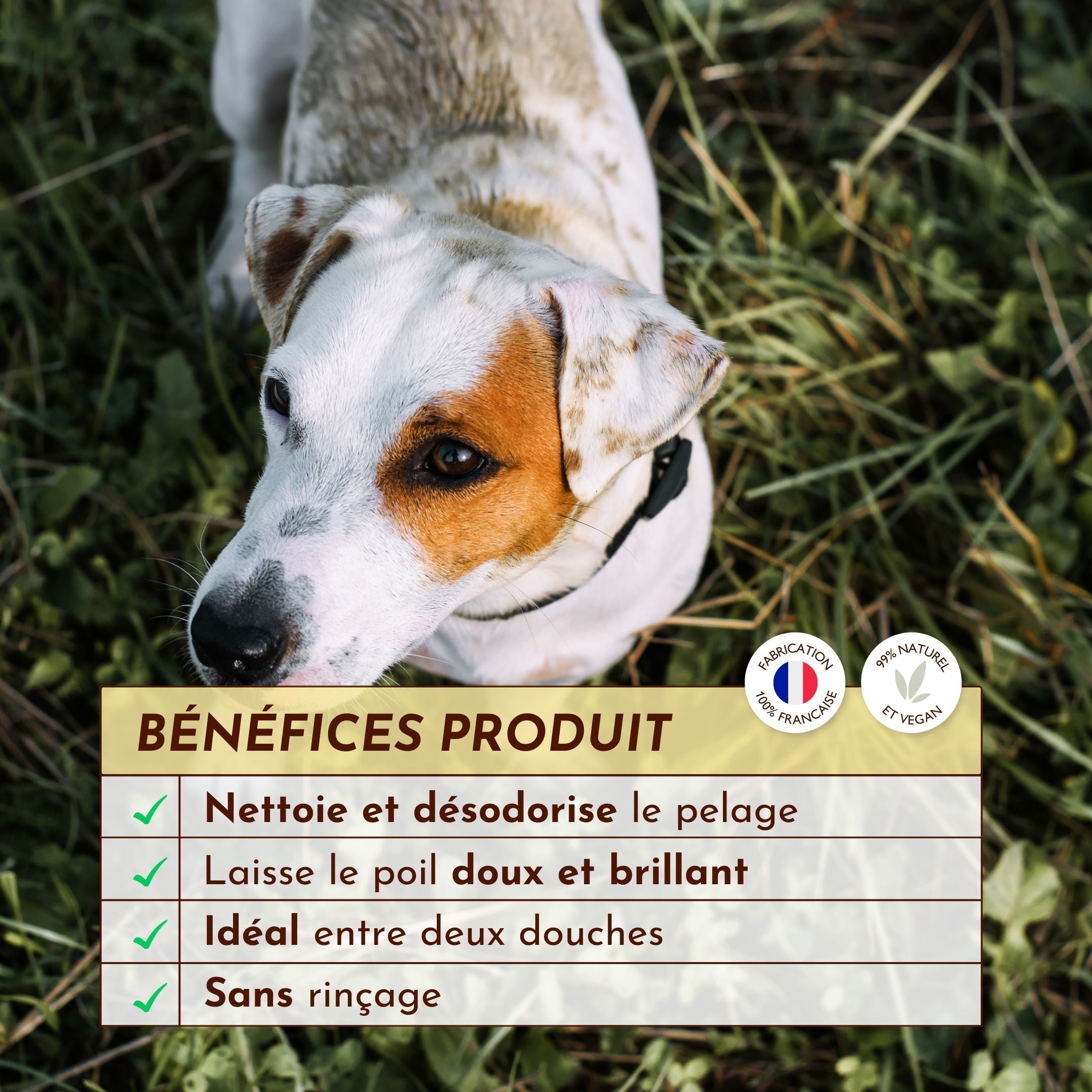 Chien dans l’herbe avec encadré des bénéfices du produit Ô Pimpante pour poils doux et brillants.
