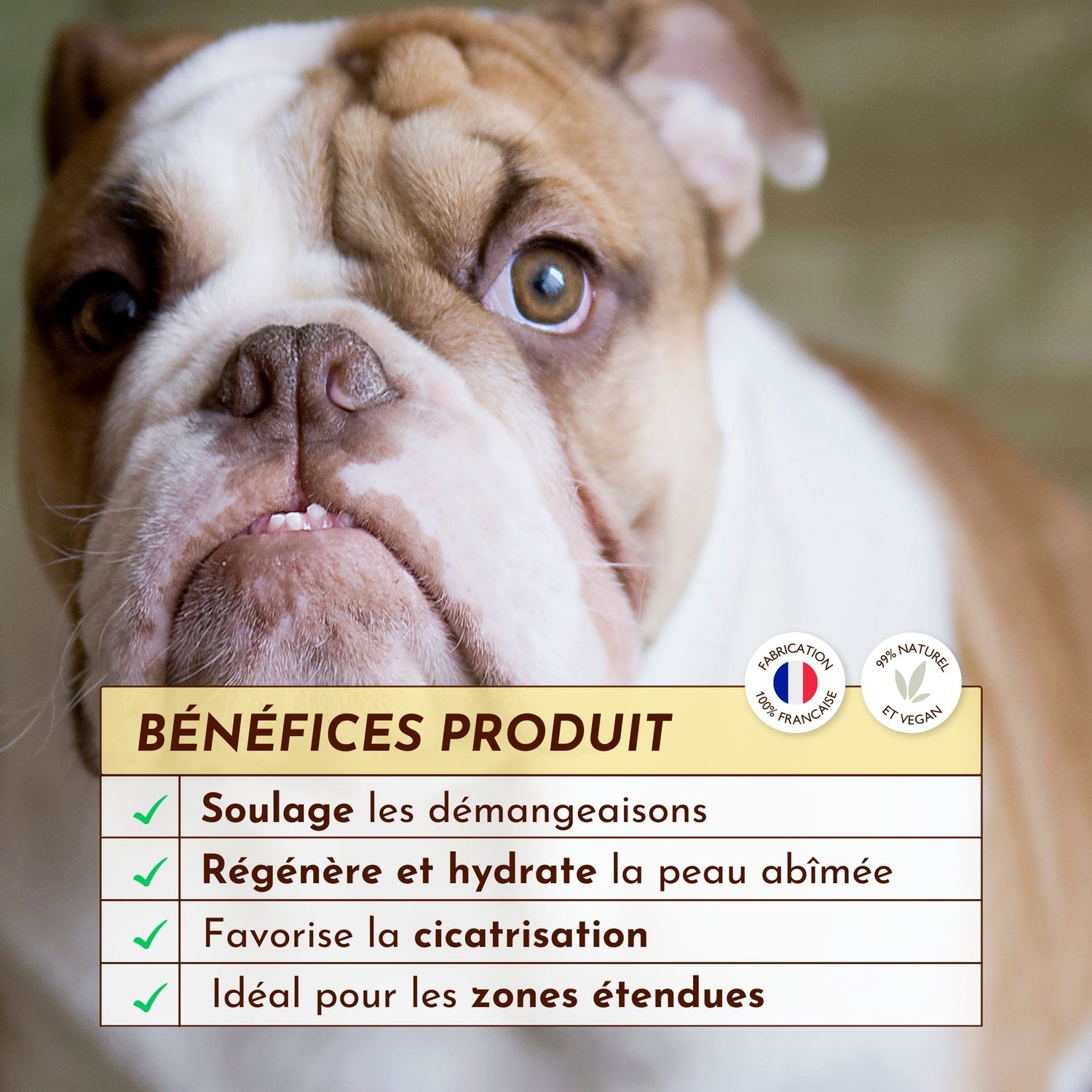 Bienfaits de l’eau miraculeuse pour soulager les démangeaisons et régénérer la peau du chien