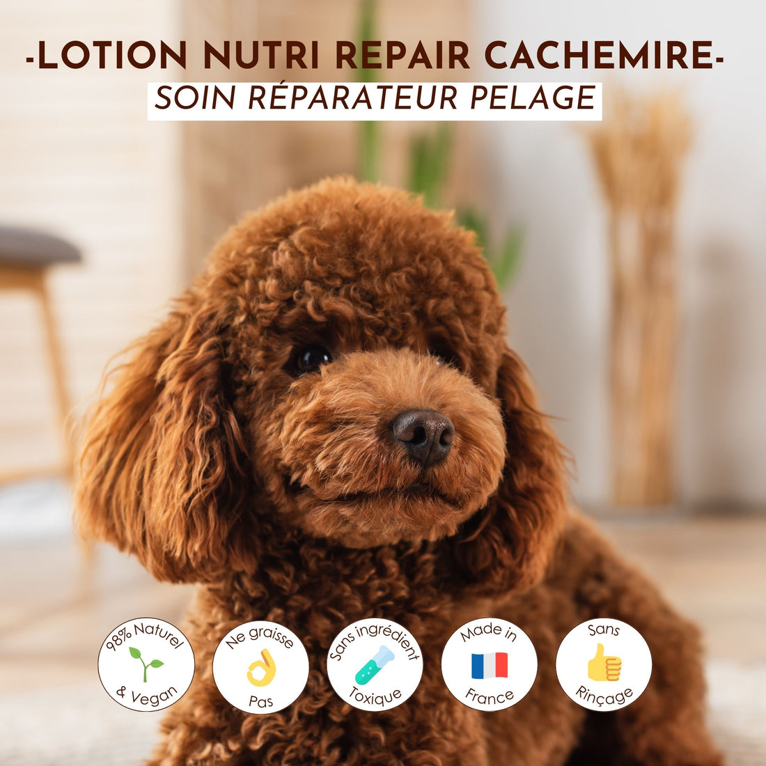 Chien marron sur fond cosy illustrant les bienfaits de la lotion Cachemire : naturel, vegan, non gras