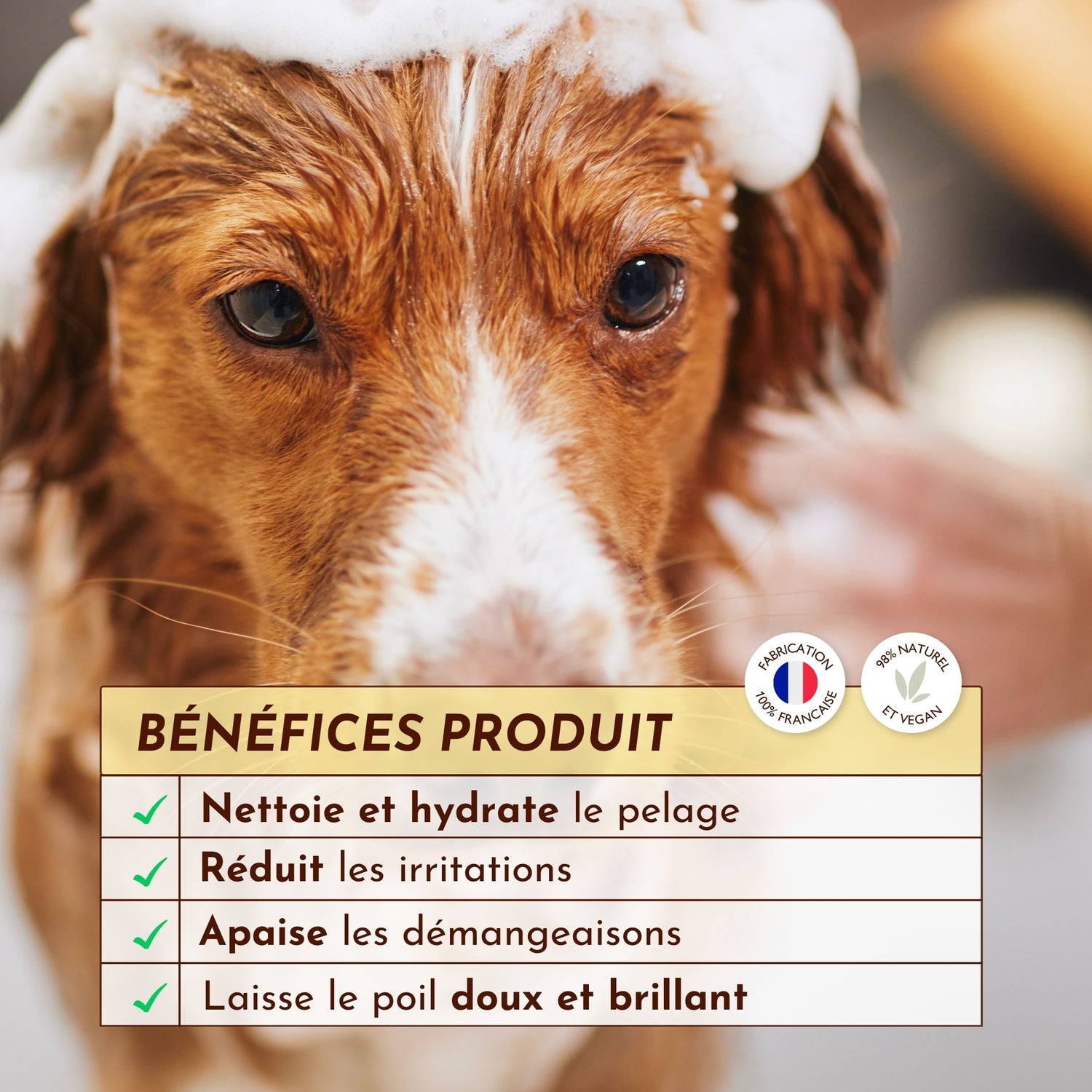Chien en train d’être lavé avec le shampoing “Le Miraculeux”, qui nettoie, hydrate et apaise les démangeaisons.