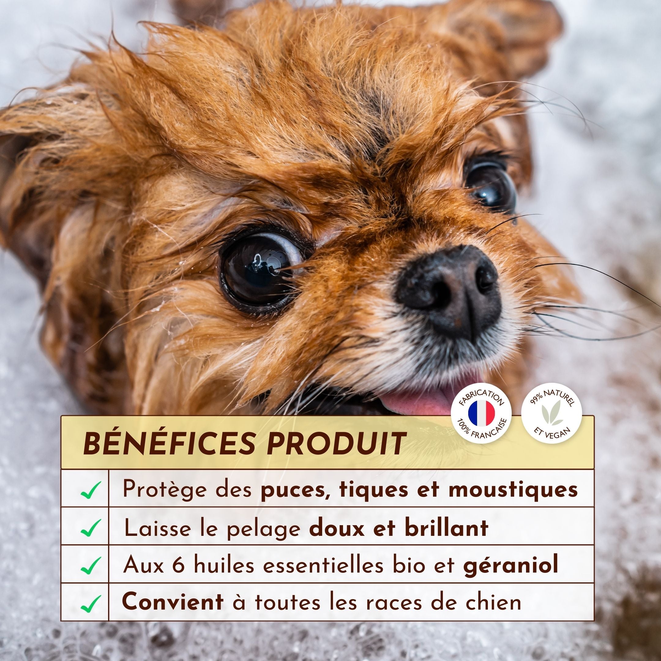 Chien mouillé lors du bain avec encadré des bienfaits du shampoing Sauve-qui-peut
