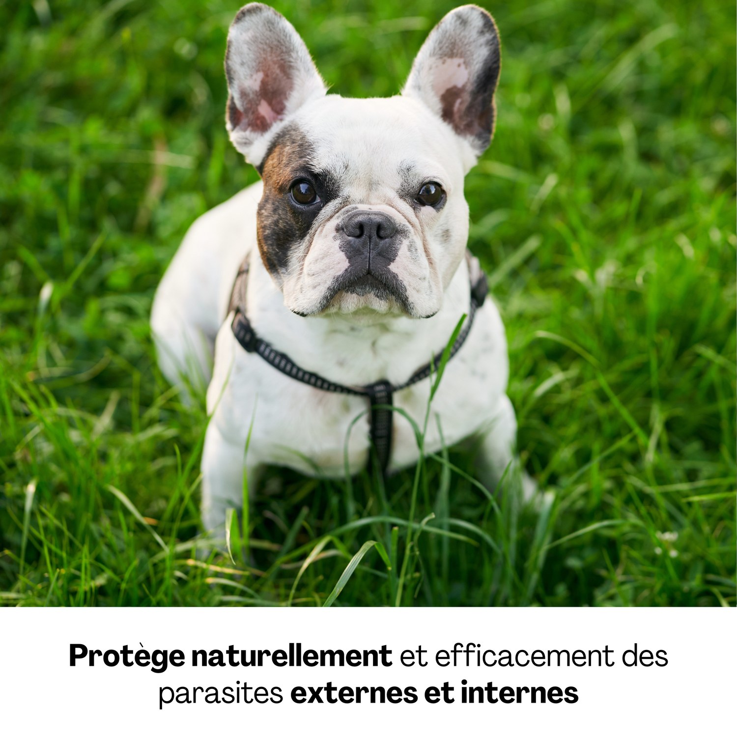 Bouledogue français assis dans l’herbe, protégé naturellement des parasites externes et internes