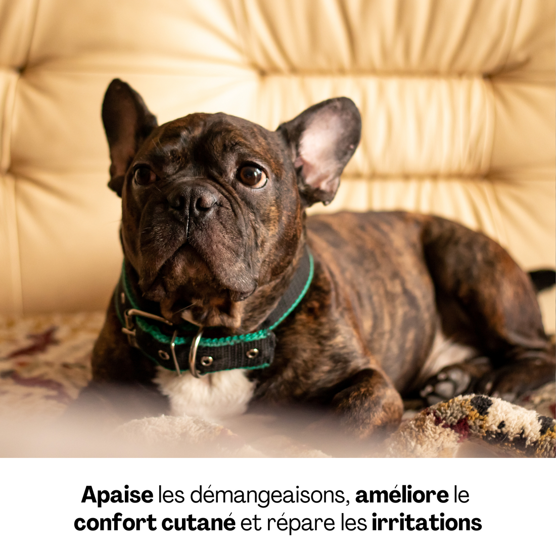 Bouledogue français allongé, soulagement des démangeaisons grâce à une routine naturelle