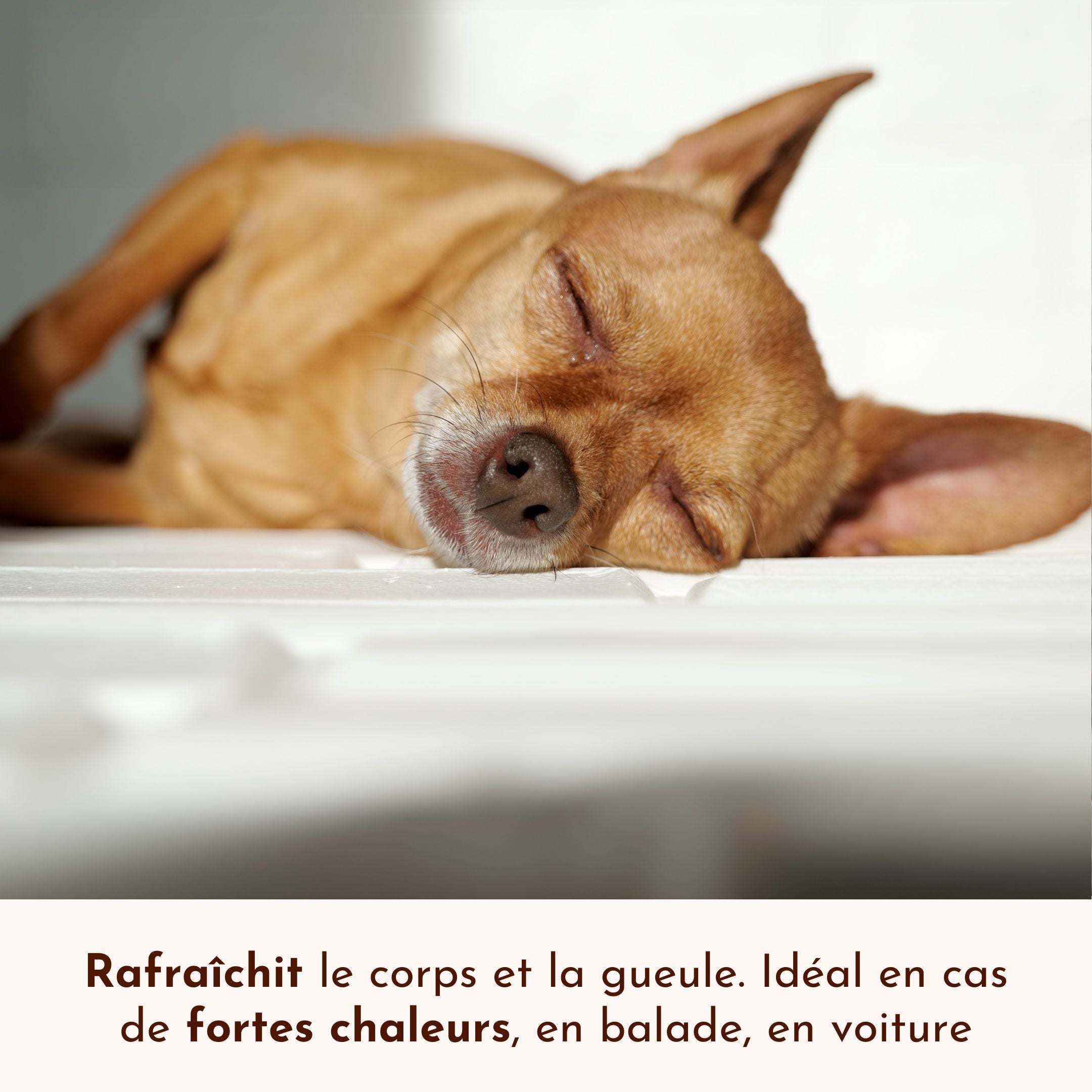 Chien se reposant au soleil, illustration de l’effet rafraîchissant de la brume Fée du Frais.