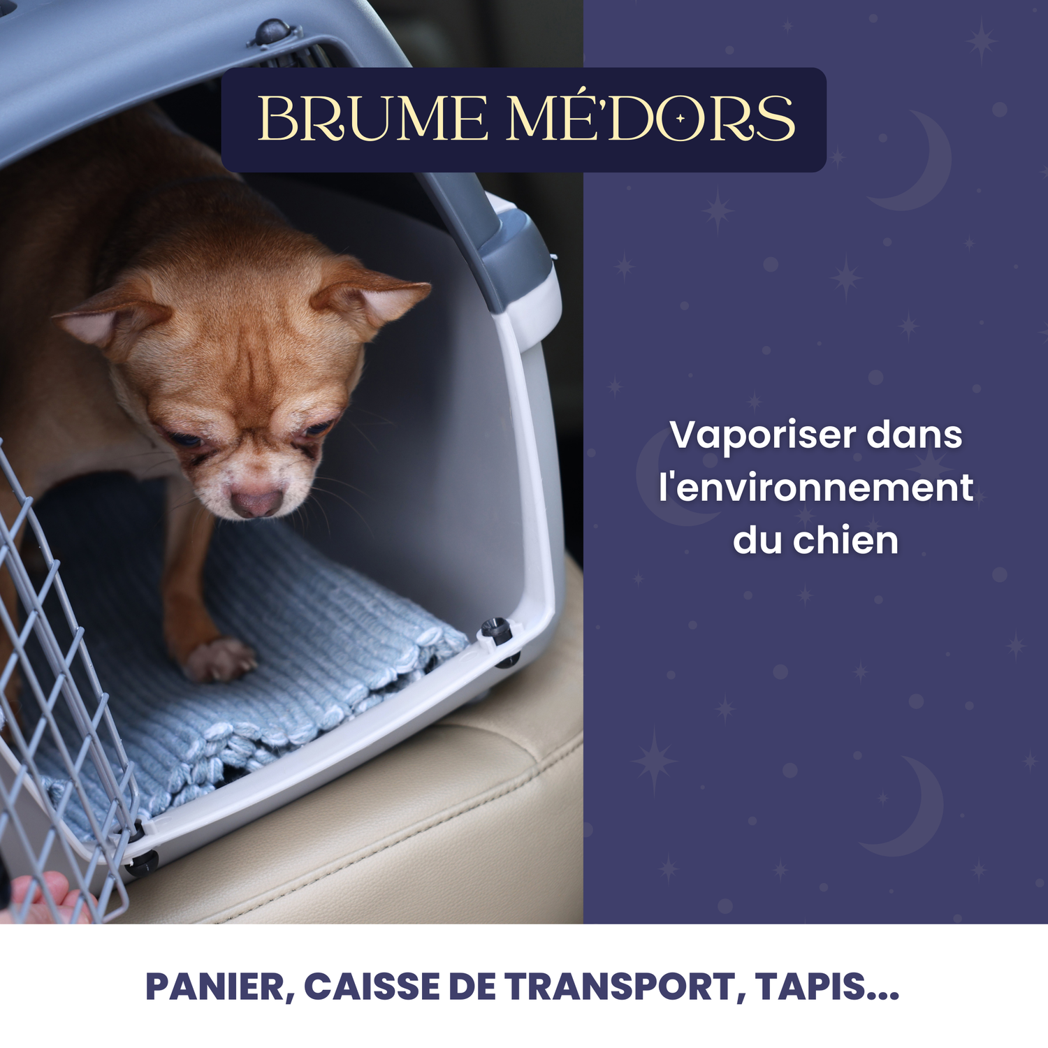 Petit chien dans une caisse avec la brume Mé’dors vaporisée dans son environnement