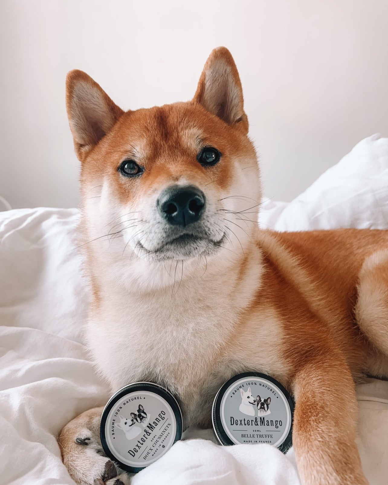 Chien Shiba couché sur un lit avec les baumes Belle Truffe et Doux Coussinet Dexter & Mango