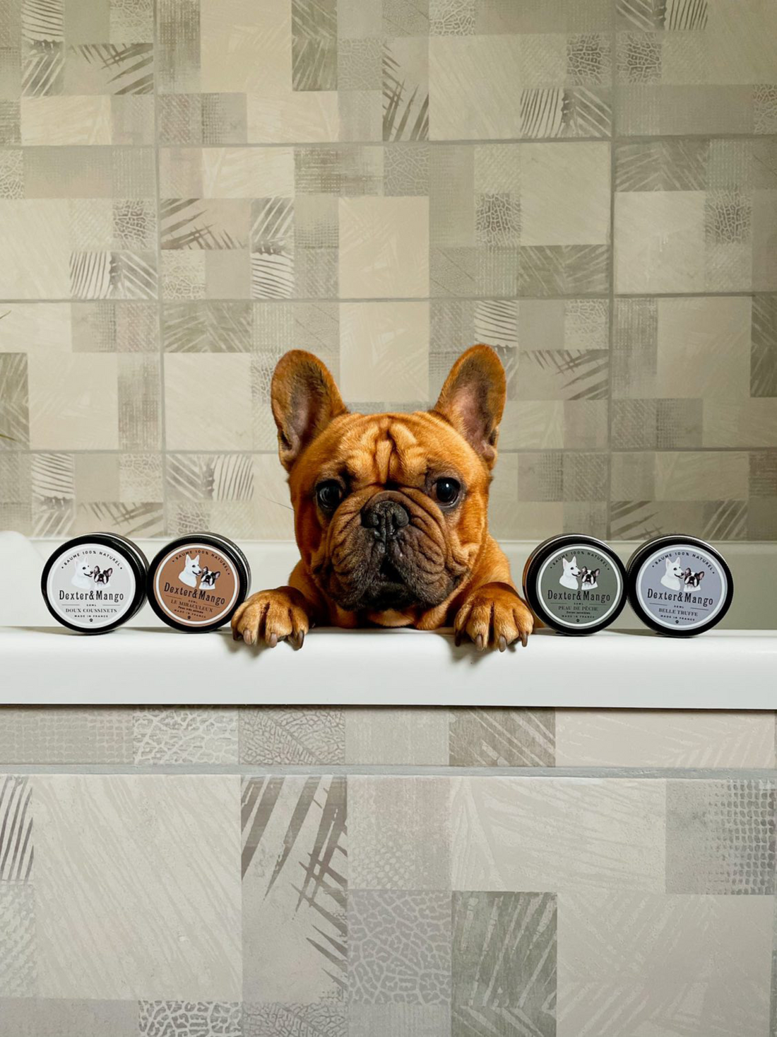 Chien dans une baignoire avec les baumes pour chien Dexter & Mango devant lui