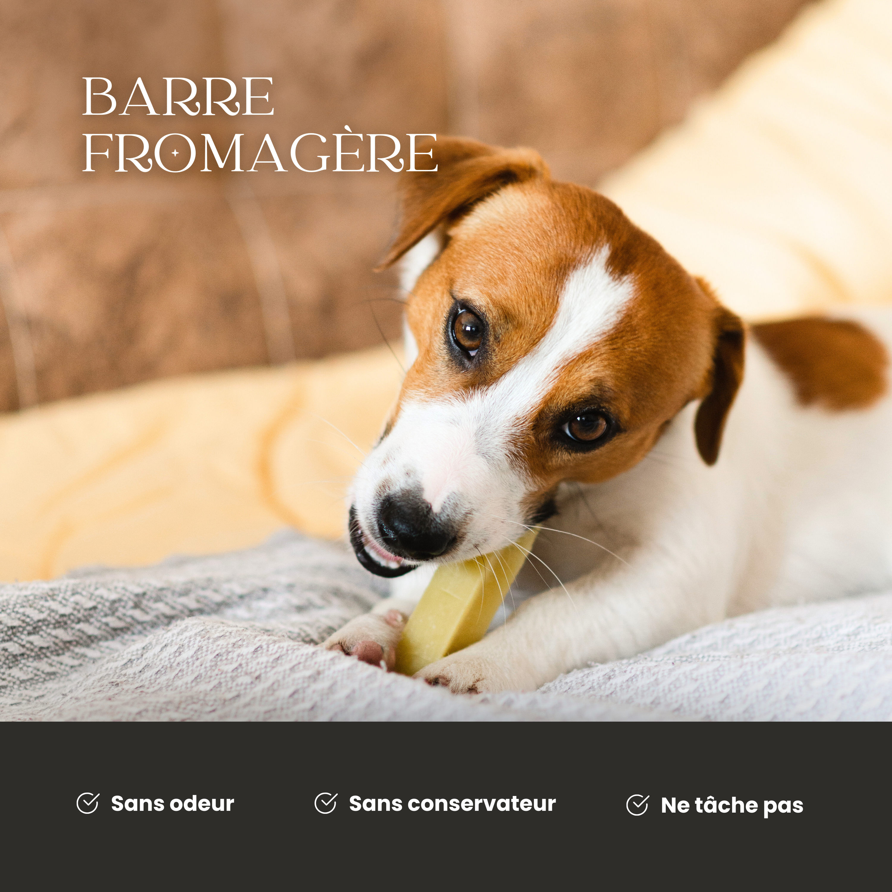 Chien mâchant une barre fromagère sans odeur ni conservateur