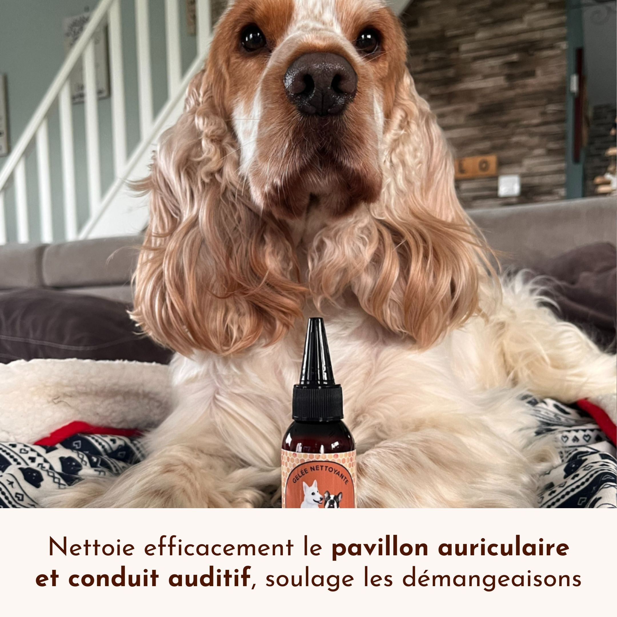 Chien Cocker posant avec la gelée nettoyante Pot de Miel – Soin auriculaire naturel