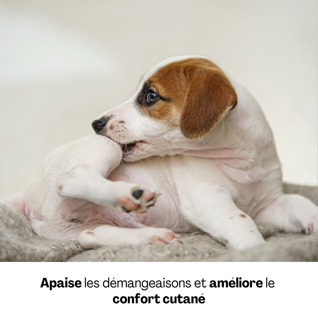 Chien qui se mord la patte pour soulager ses démangeaisons cutanées