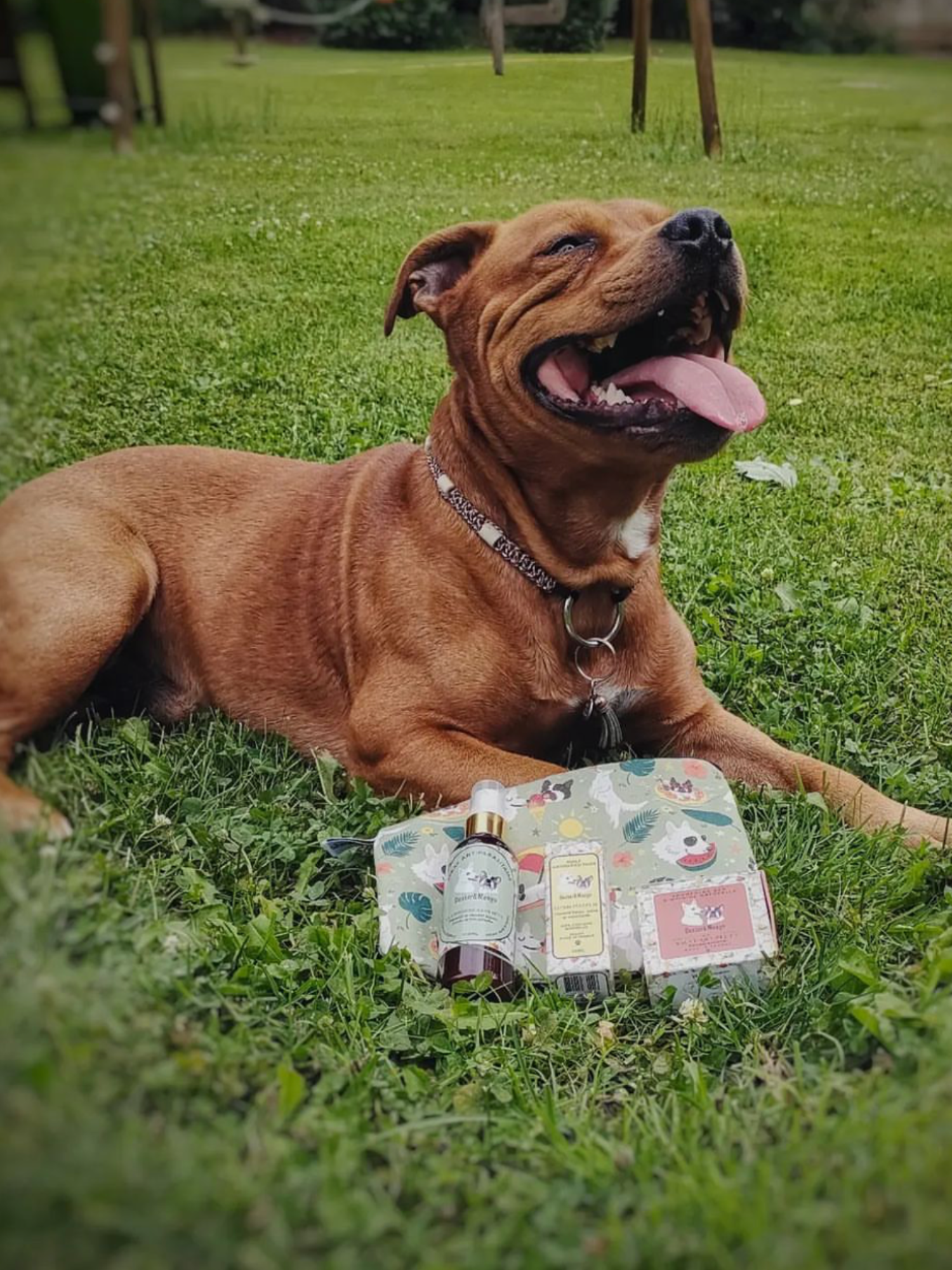 Chien allongé dans l’herbe à côté du pack antiparasitaire Dexter & Mango avec pochette estivale