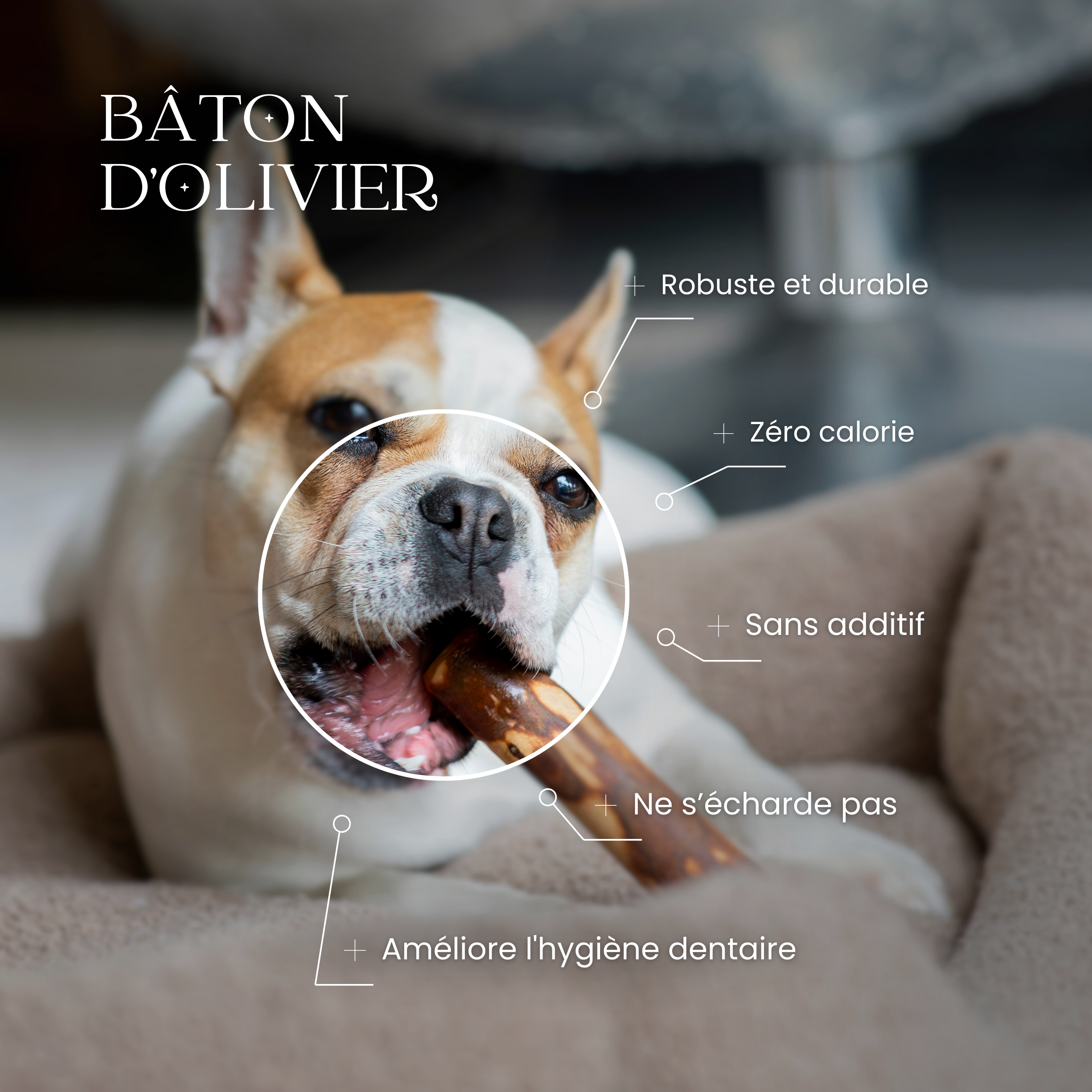 Chien qui mâche un bâton d’olivier naturel pour entretenir ses dents