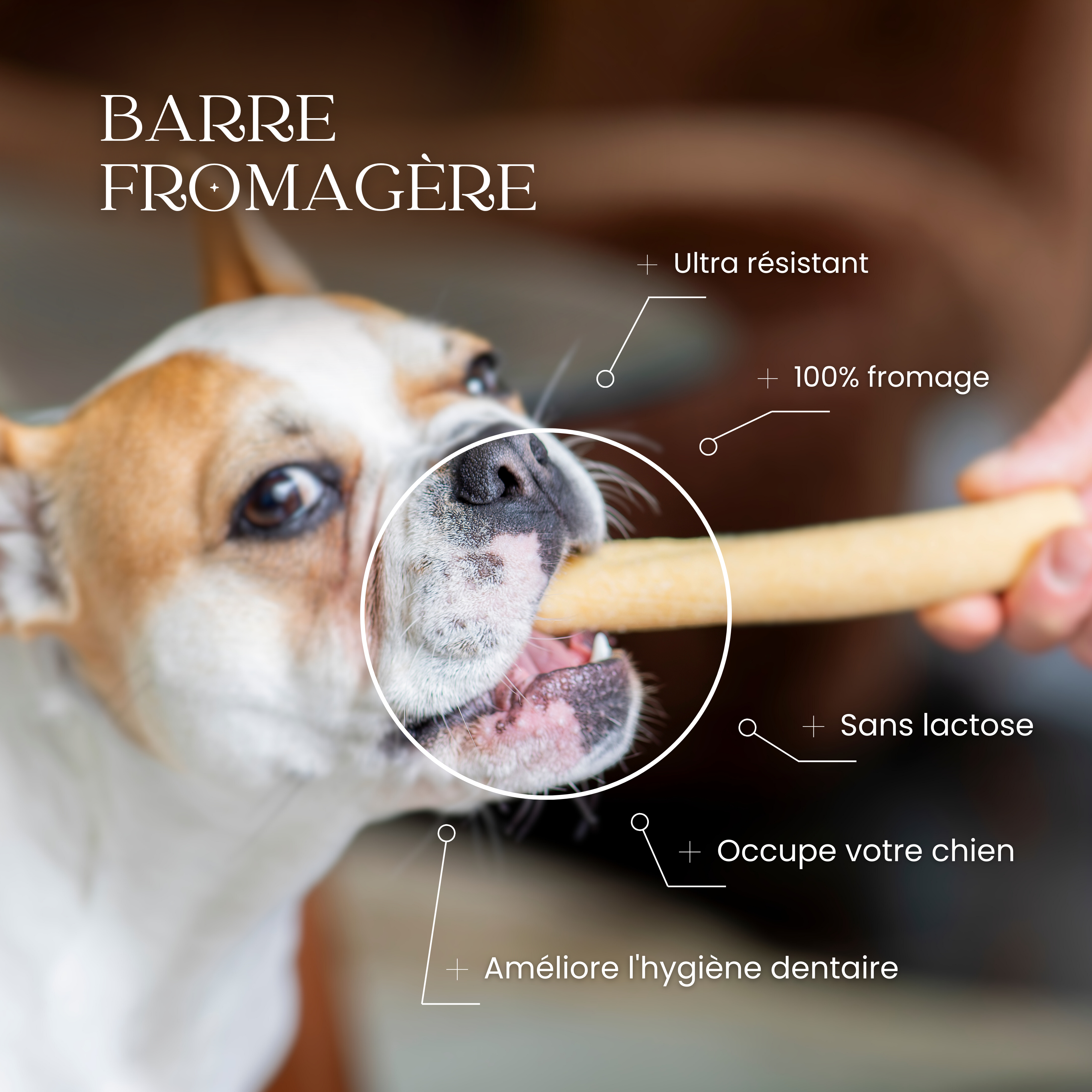 Chien en train de mâcher une barre fromagère pour améliorer l’hygiène dentaire