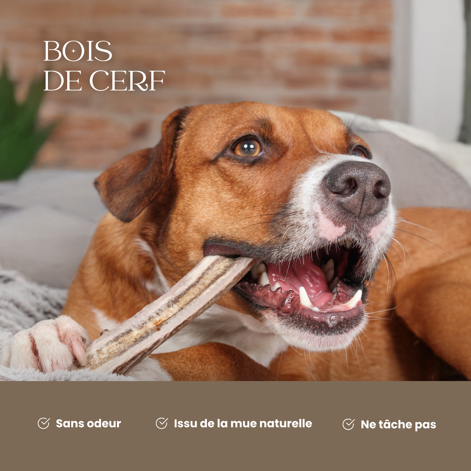 Chien heureux mastiquant un bois de cerf tranché sur canapé