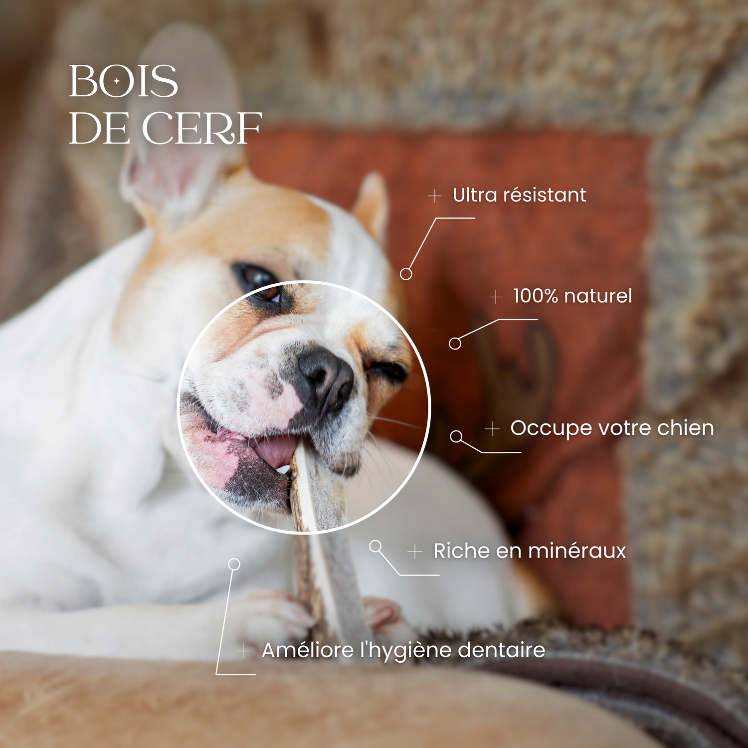 Chien mâchant un bois de cerf tranché pour l’hygiène dentaire