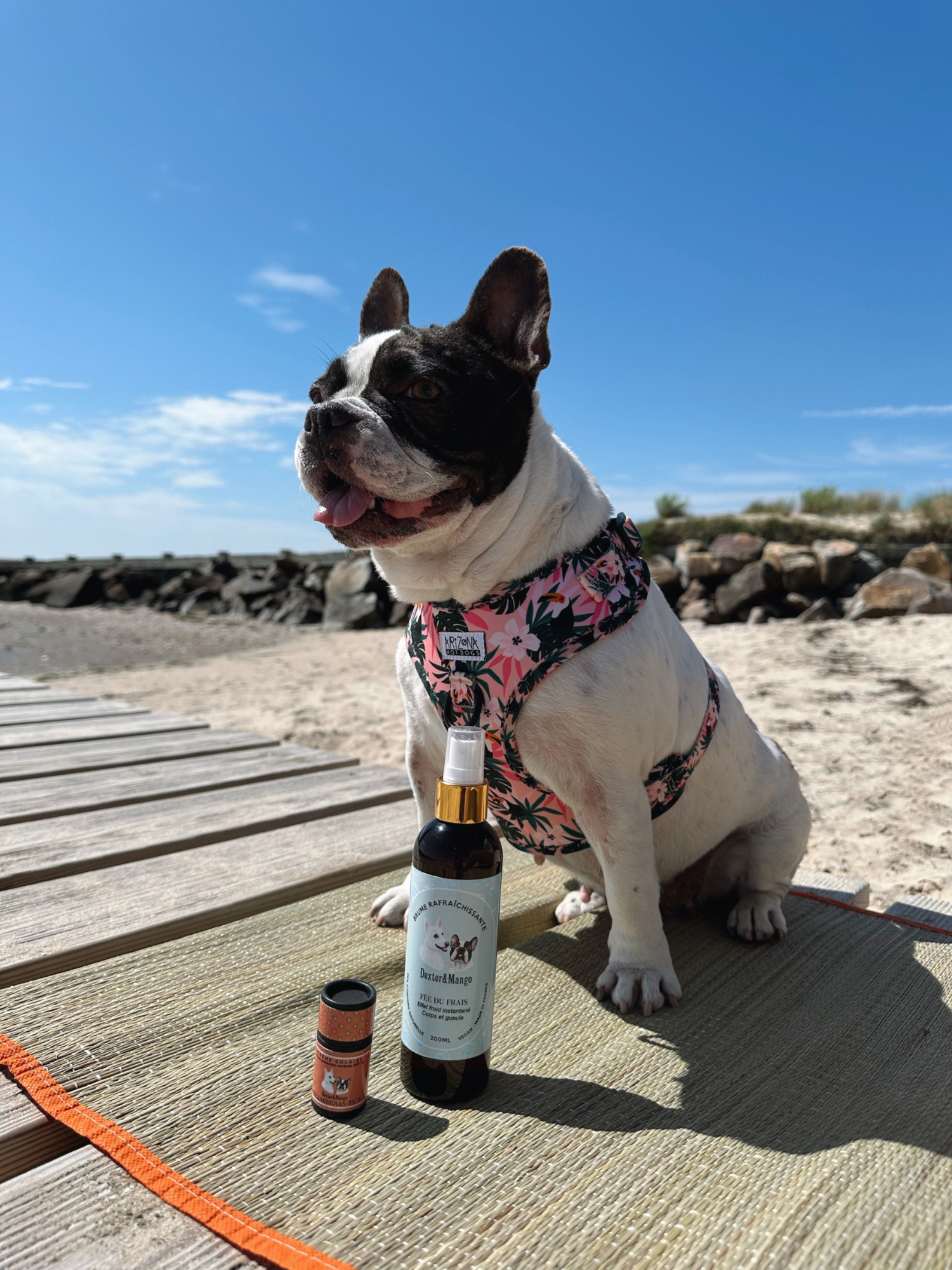 Chien en harnais sur la plage avec les produits été Dexter & Mango : brume rafraîchissante et crème solaire