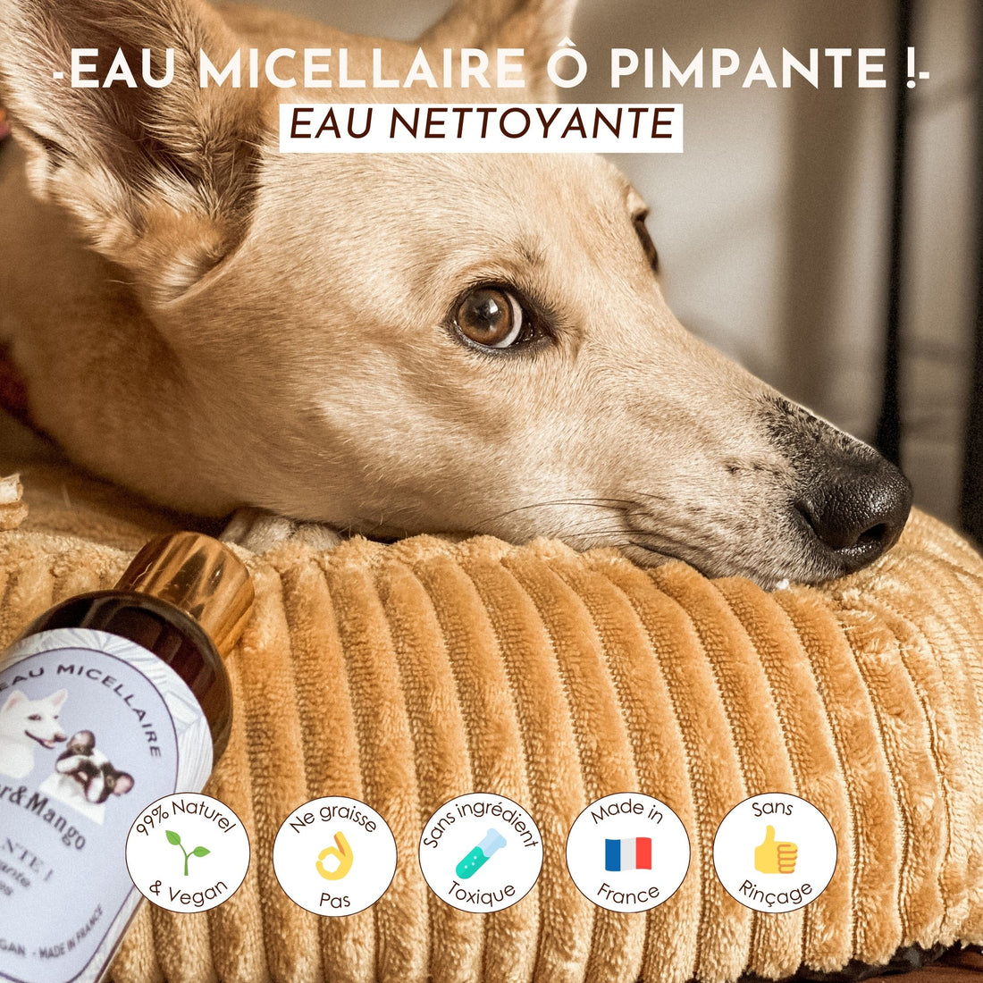 Chien allongé sur un coussin avec une bouteille d’eau micellaire Ô Pimpante Dexter & Mango.