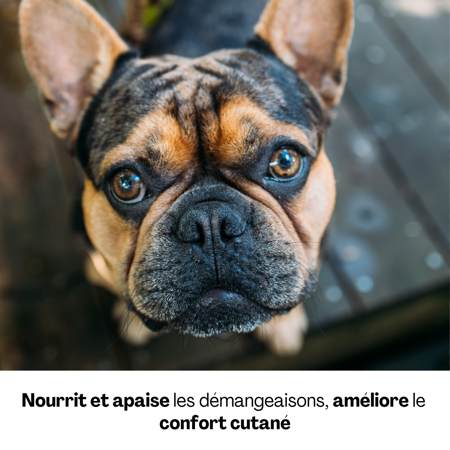 Chien au regard intense bénéficiant d’un soin pour soulager les démangeaisons cutanées