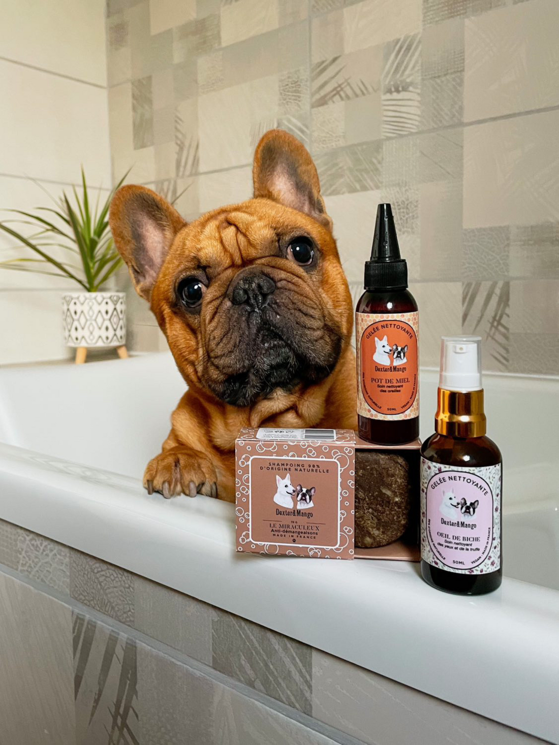 Bouledogue français dans une baignoire avec les soins Dexter & Mango : Pot de miel, Œil de biche et Le Miraculeux