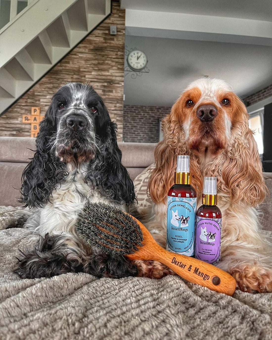 Deux cockers posant avec les lotions Rebel et Cachemire Dexter & Mango, accompagnés d’une brosse en bois pour l’entretien du pelage.