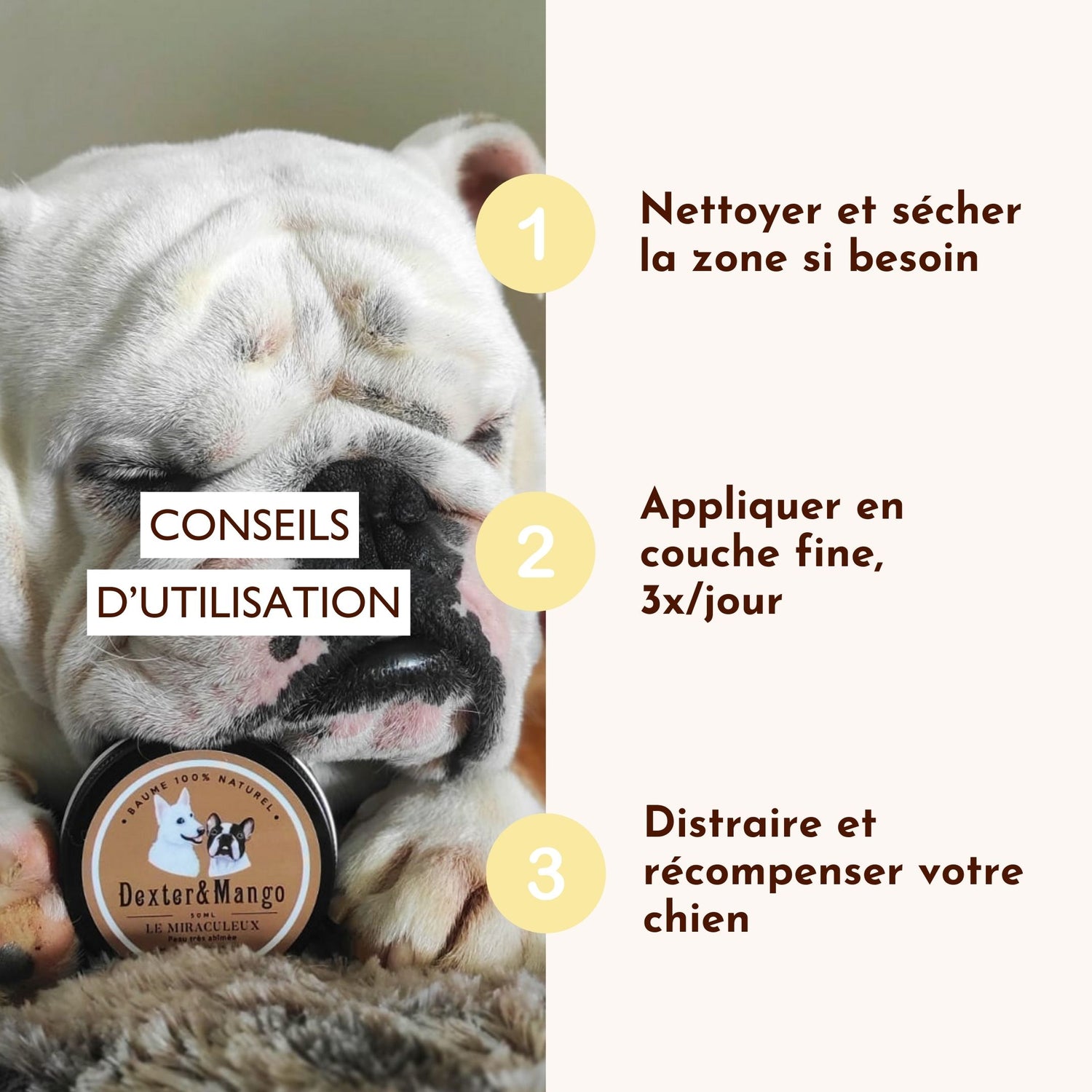 Chien bulldog avec pot de baume Le Miraculeux, et conseils d’application en trois étapes simples.