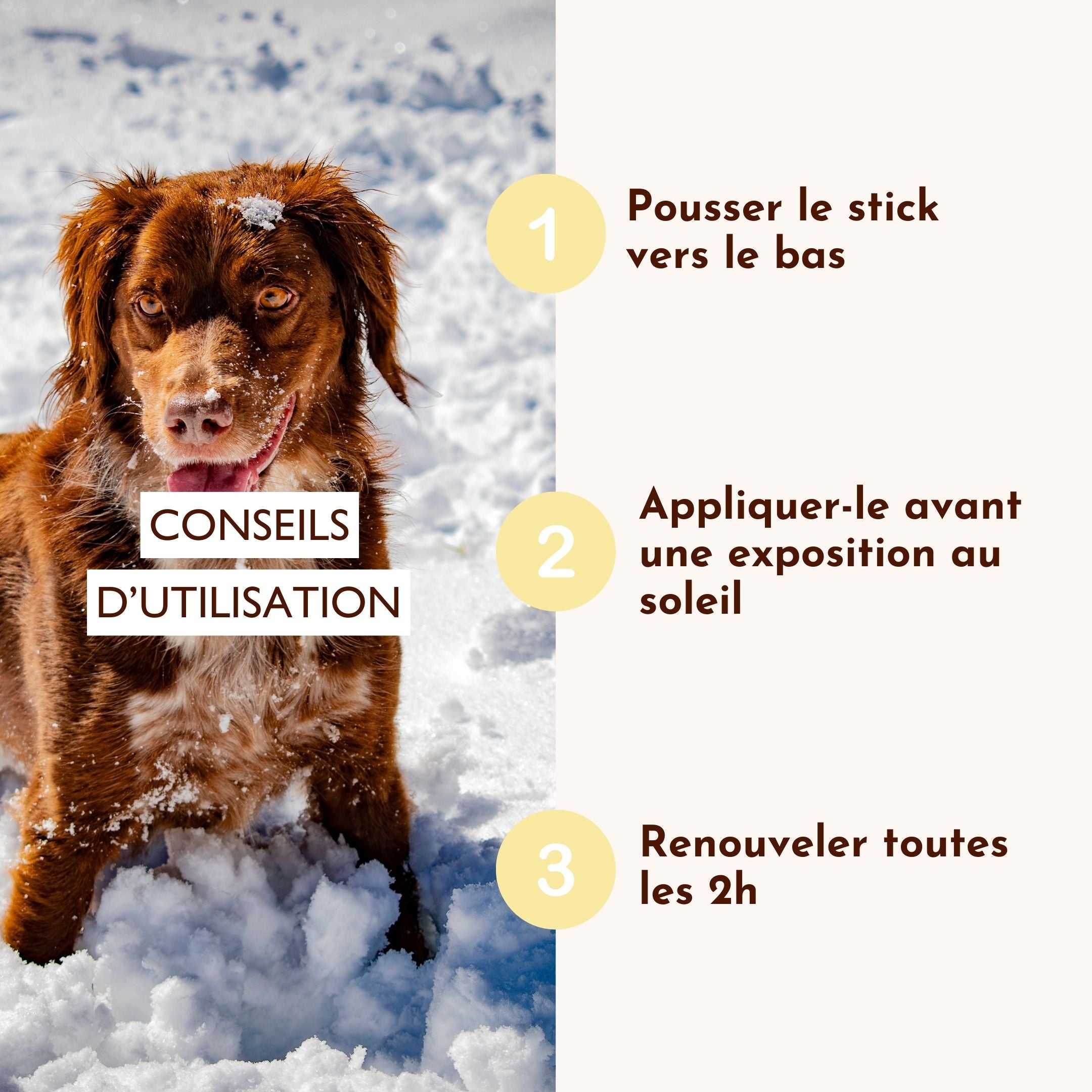 Chien dans la neige avec les conseils d’application de la crème solaire SPF30