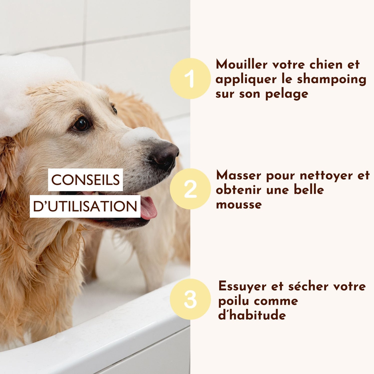Golden Retriever dans le bain, étapes d’utilisation du shampoing “Le Miraculeux” pour un pelage propre et sain.