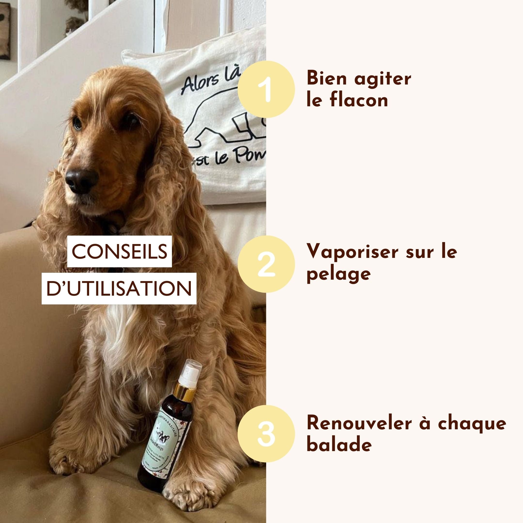 Cocker assis sur un canapé à côté du spray antiparasitaire “La Croisière sans Bête” avec des conseils d’utilisation.